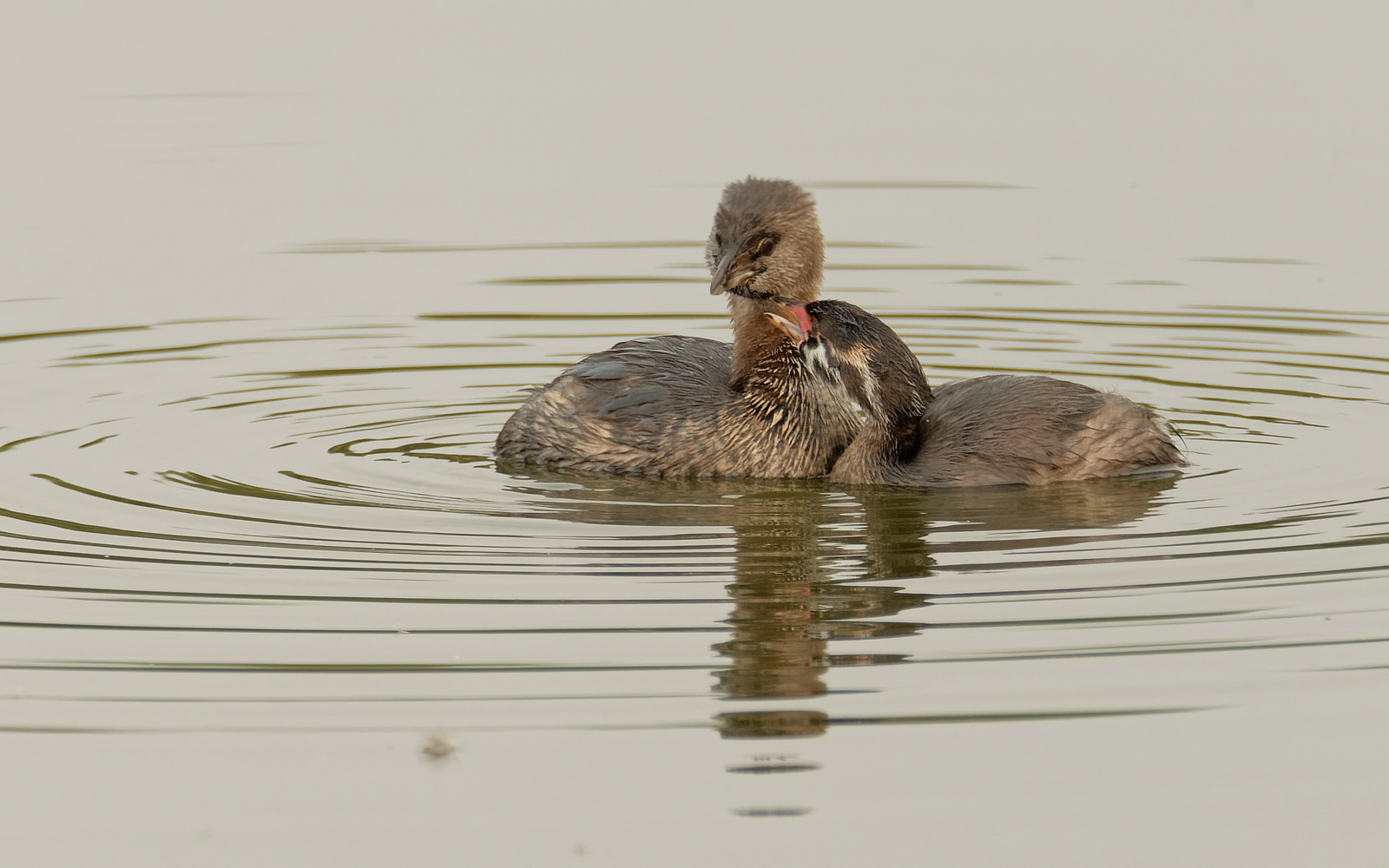 Pied-billed Grebes
