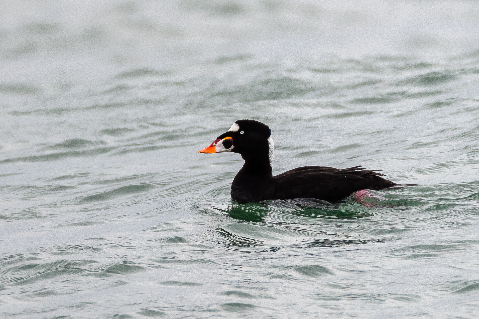 Surf Scoter drake