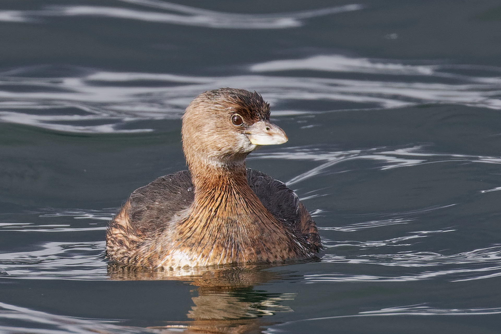 Pied-billed Grebe
