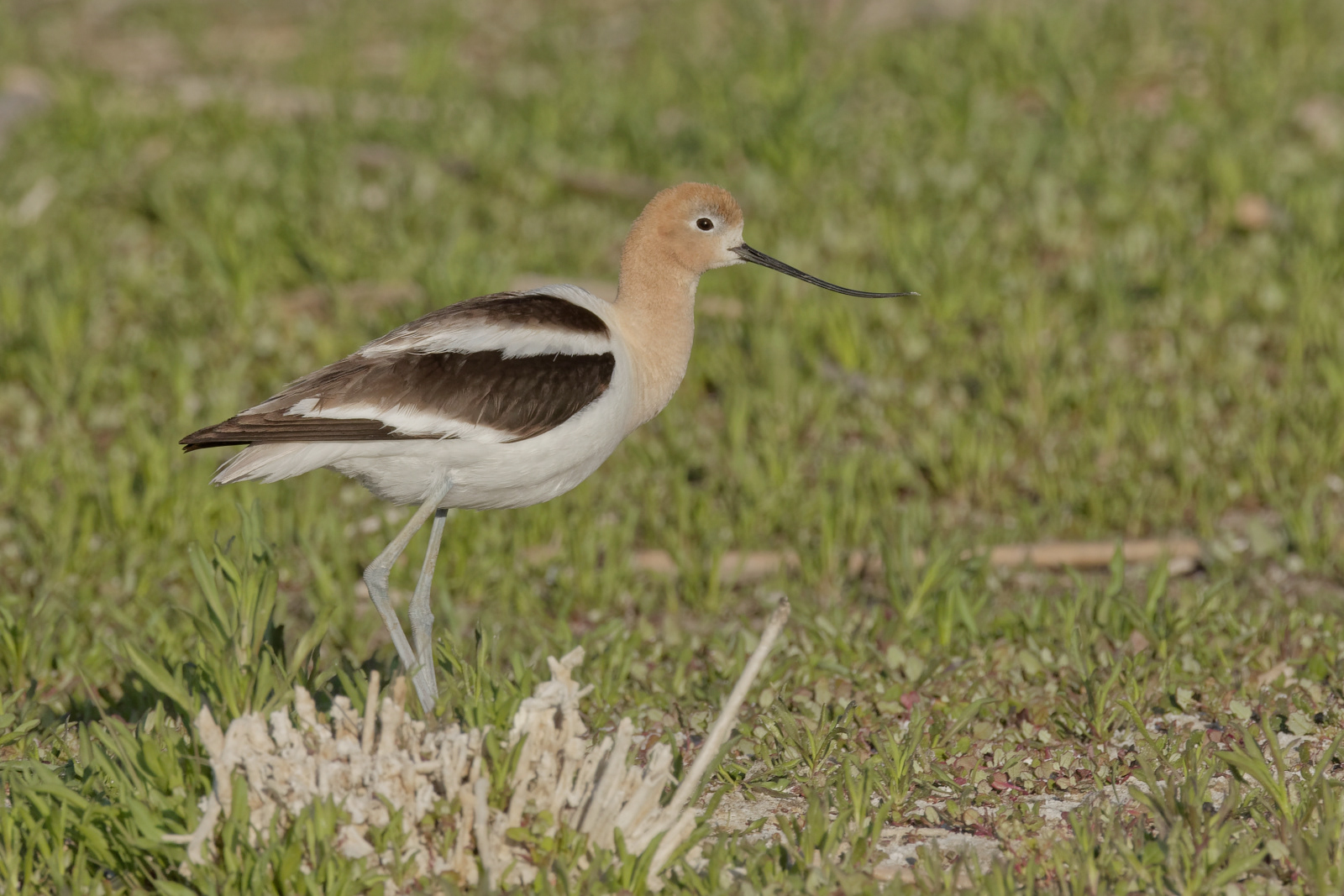 American Avocet