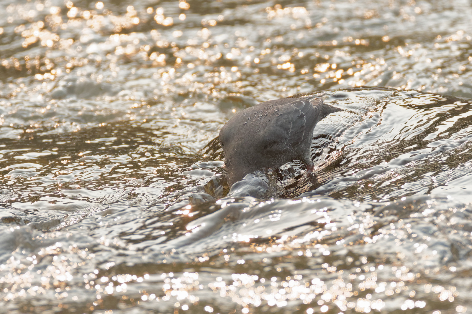 American Dipper