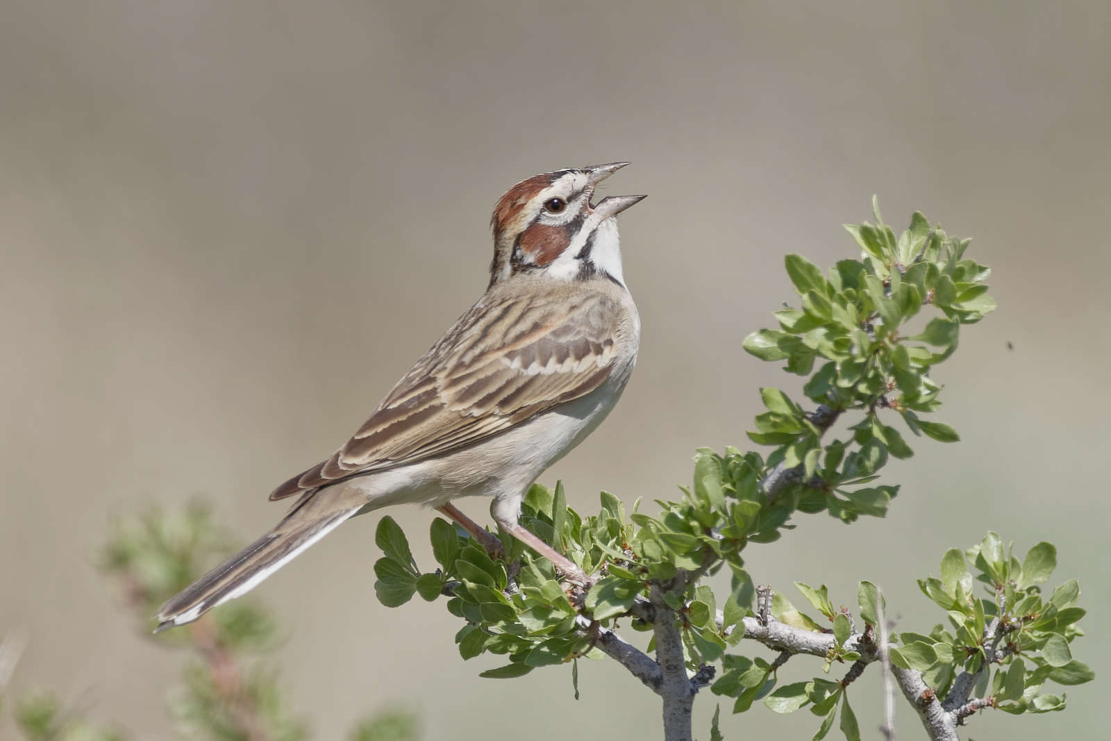 Lark Sparrow male