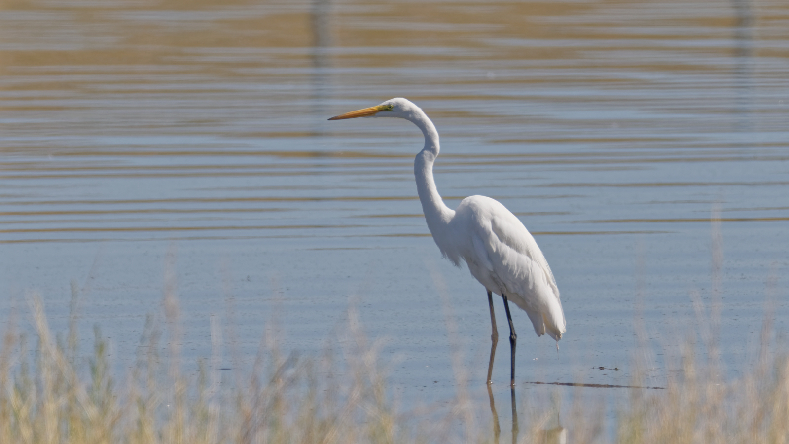 Great Egret