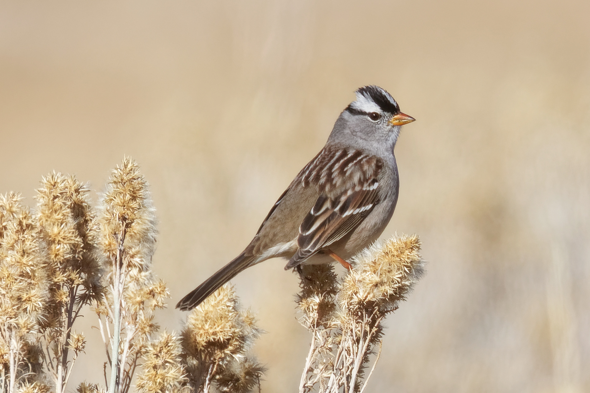 White-crowned Sparrow