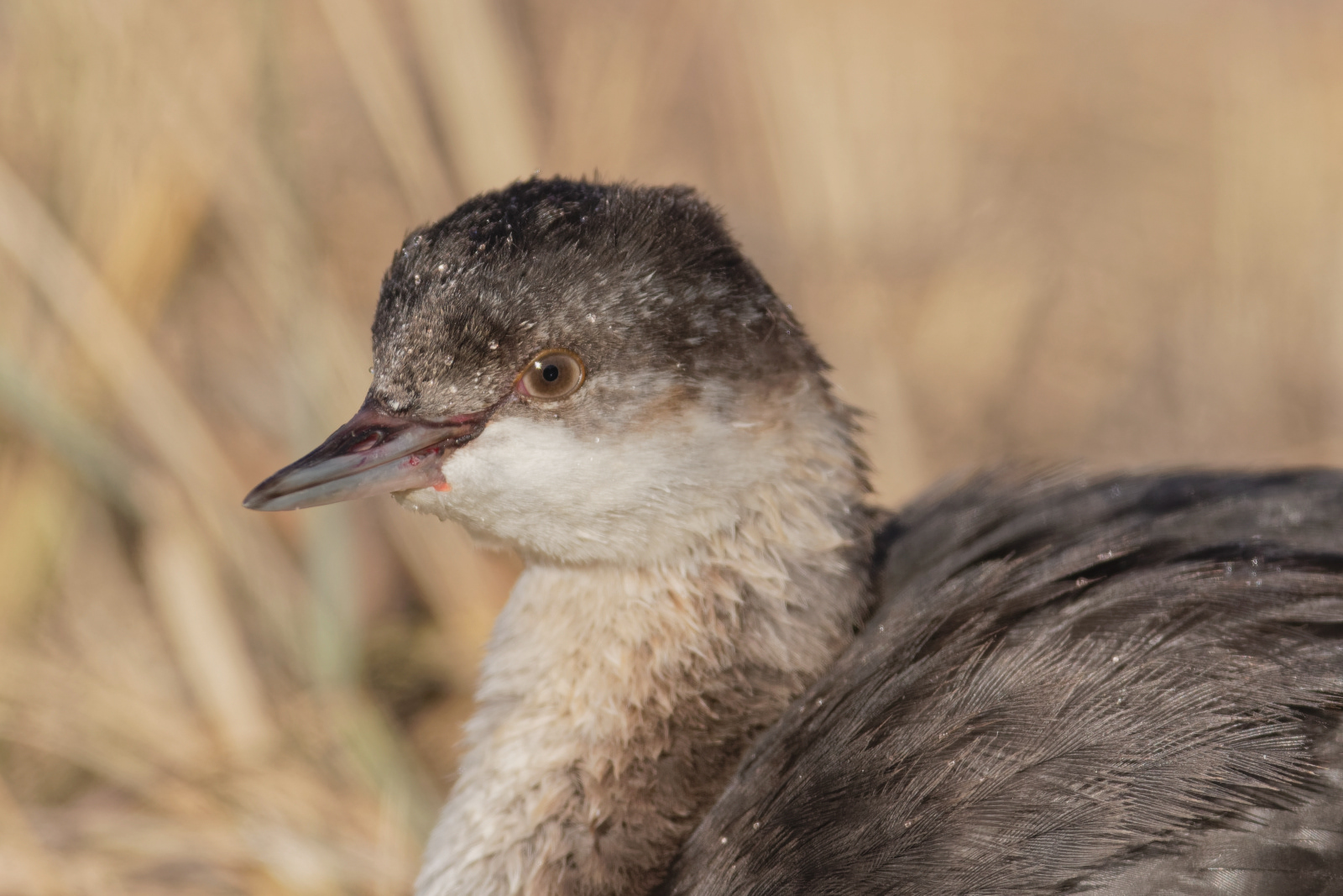 Eared Grebe juvenile