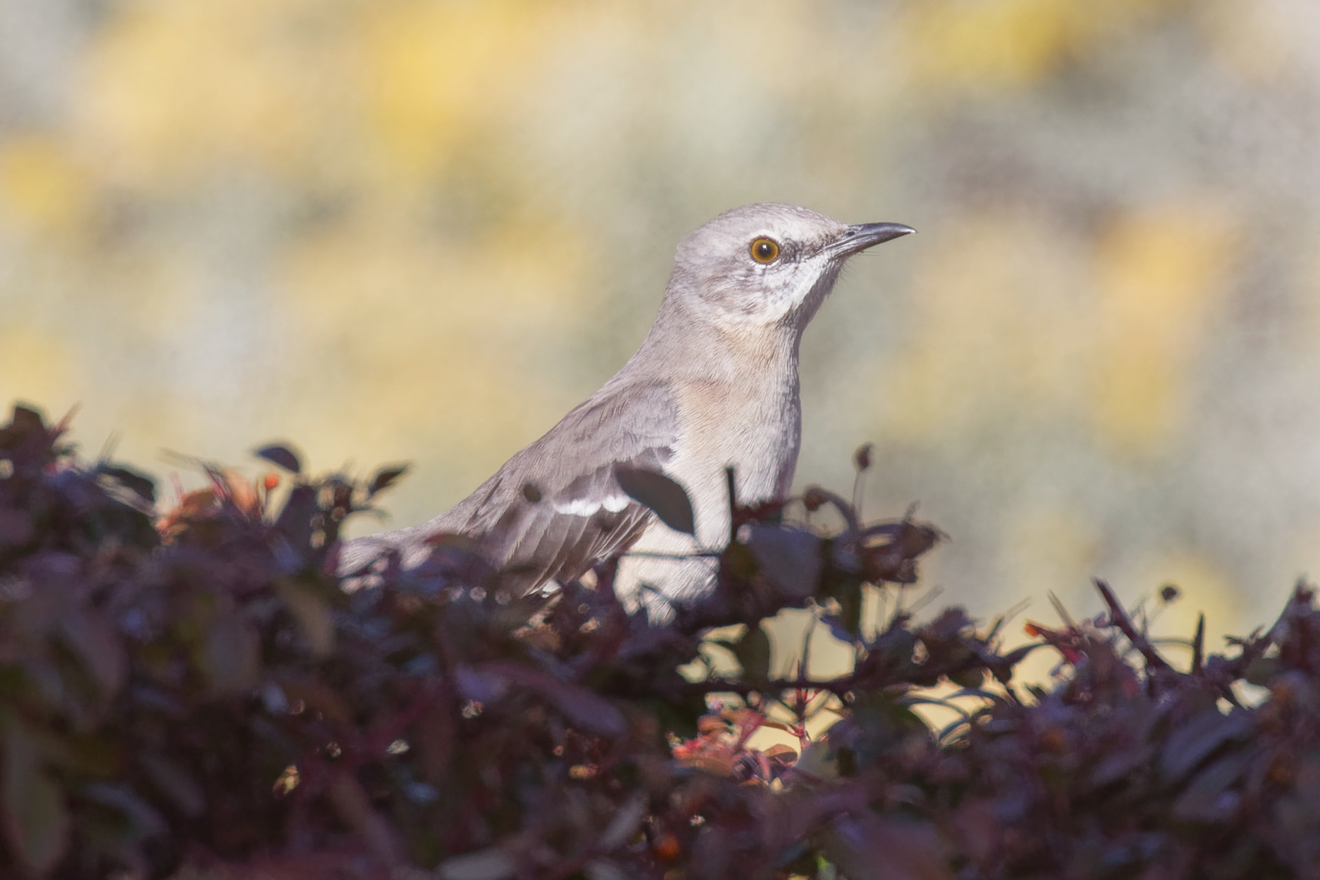 Northern Mockingbird juvenile