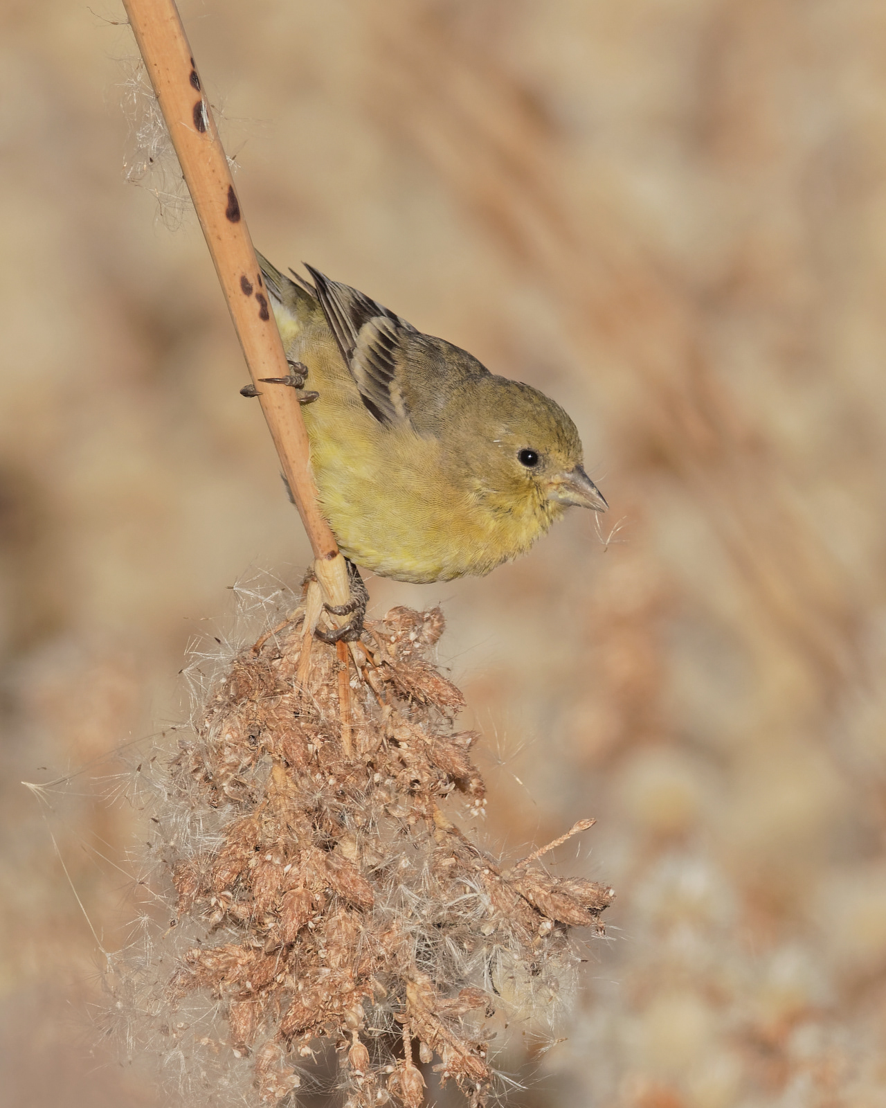Lesser Goldfinch