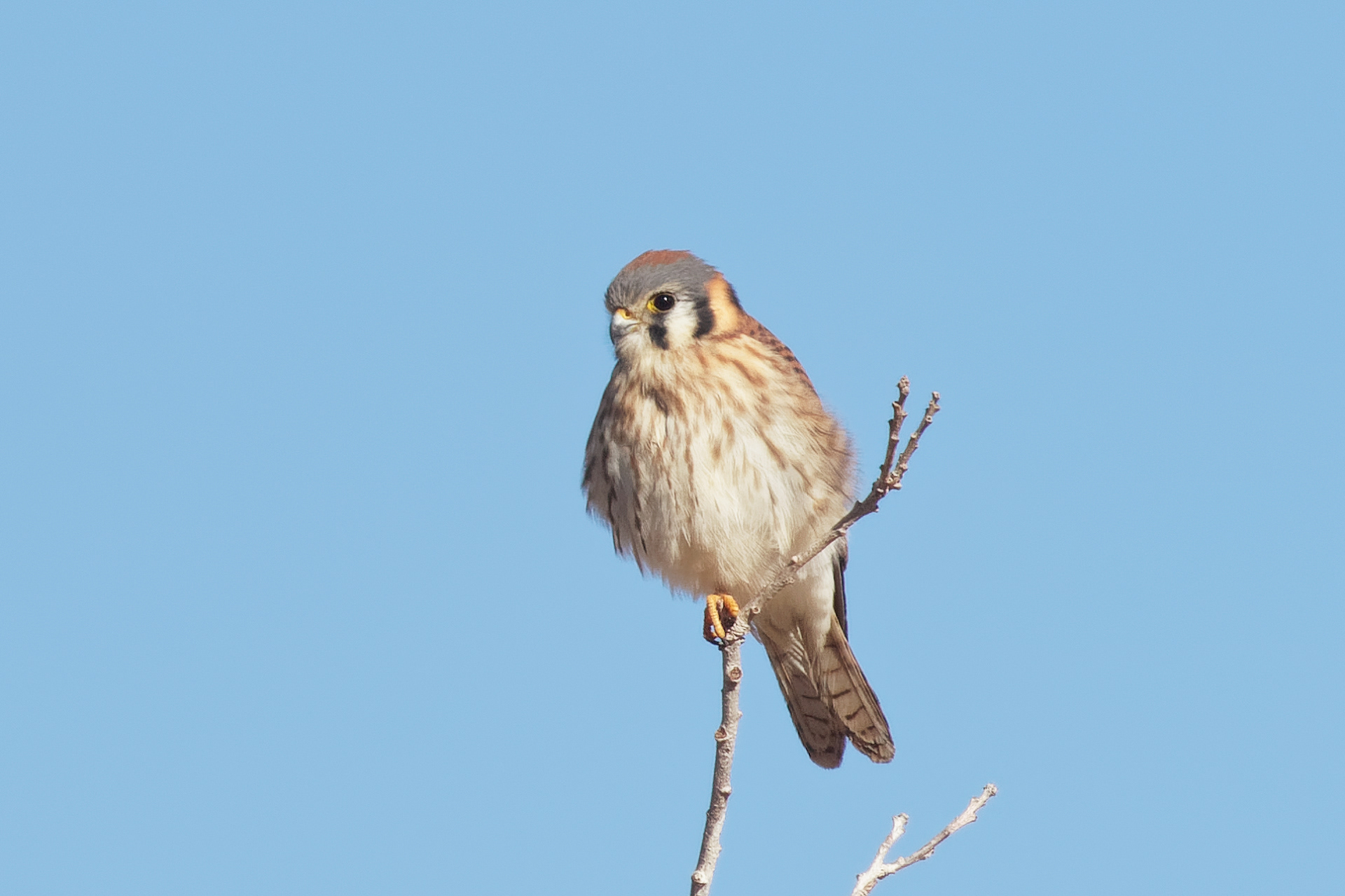 American Kestrel female