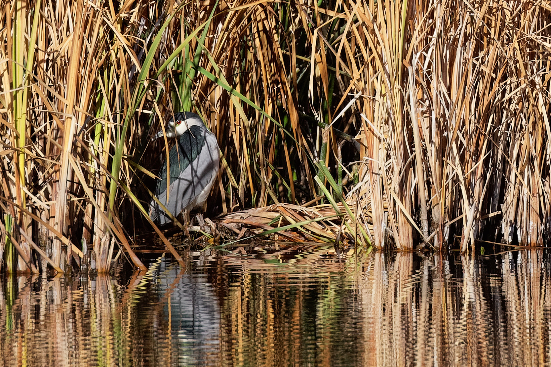 Black-crowned Night Heron