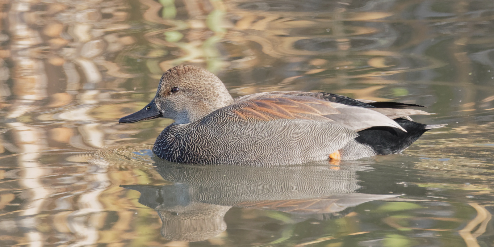 Gadwall drake