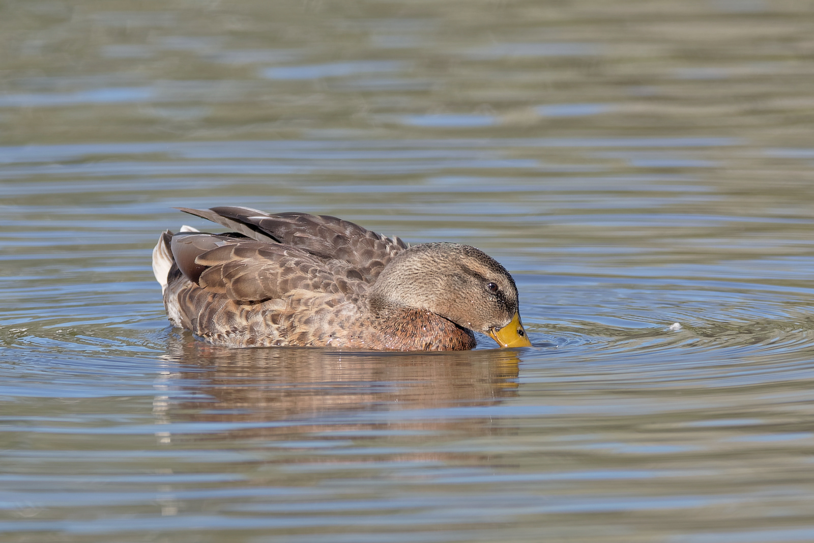 Mallard drake