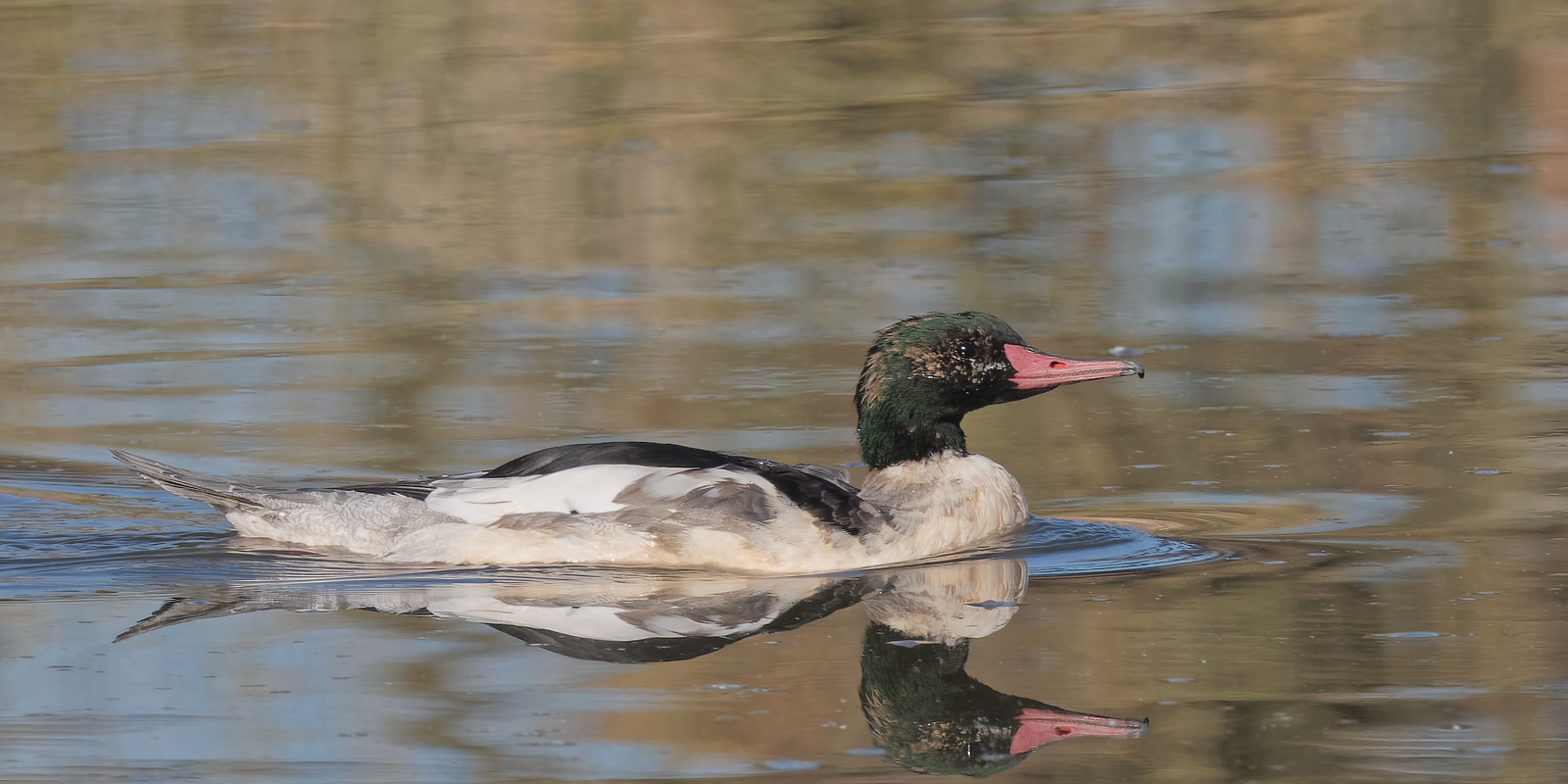 Common Merganser drake