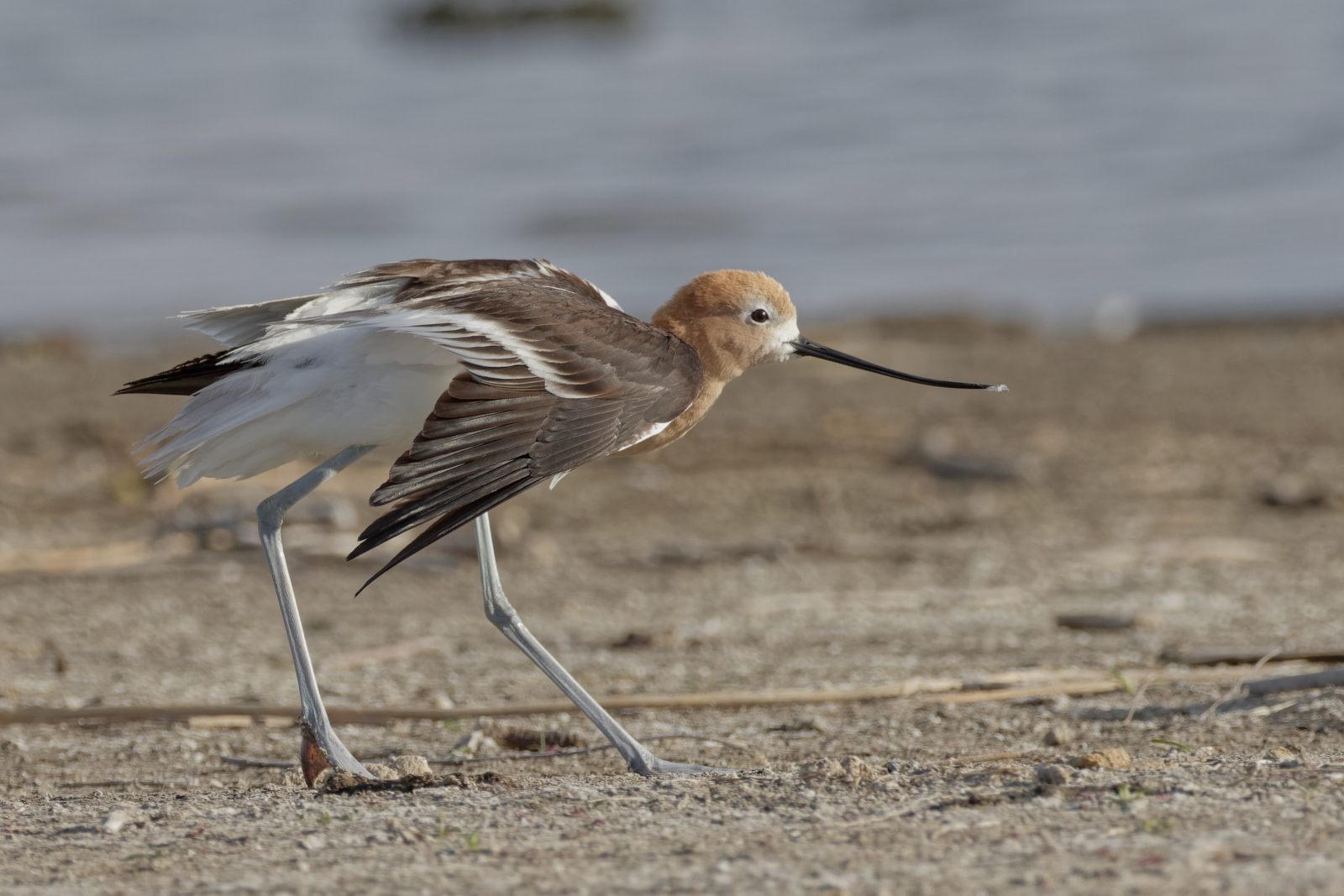 American Avocet