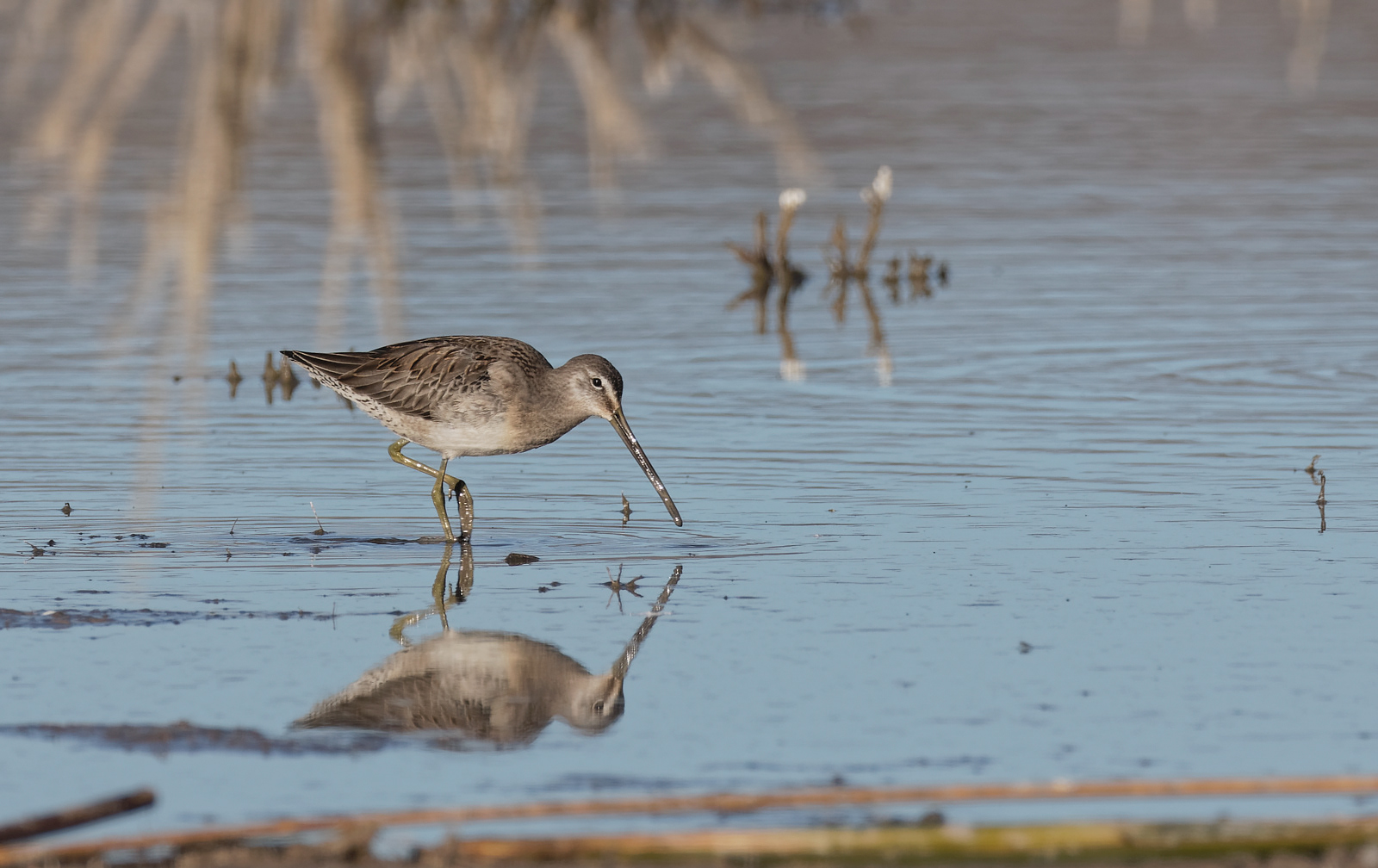 Long-billed Dowitcher
