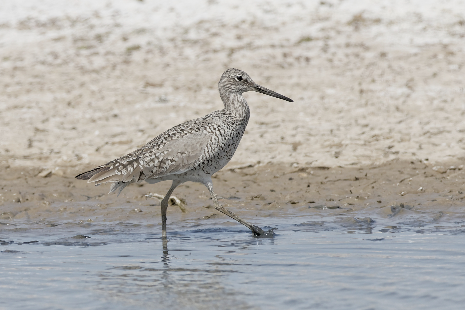 Willet