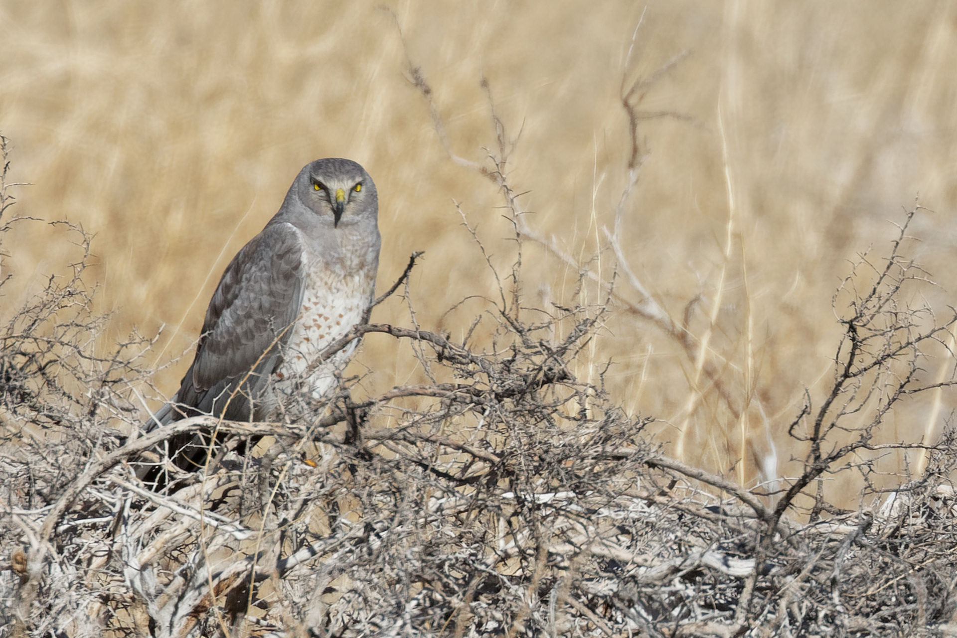 Northern Harrier male