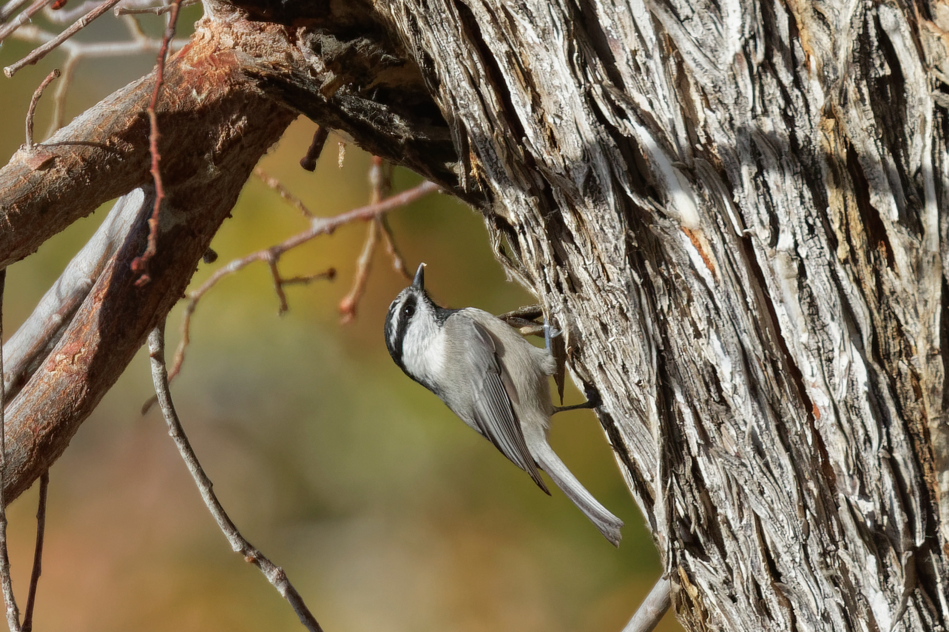 Mountain Chickadee