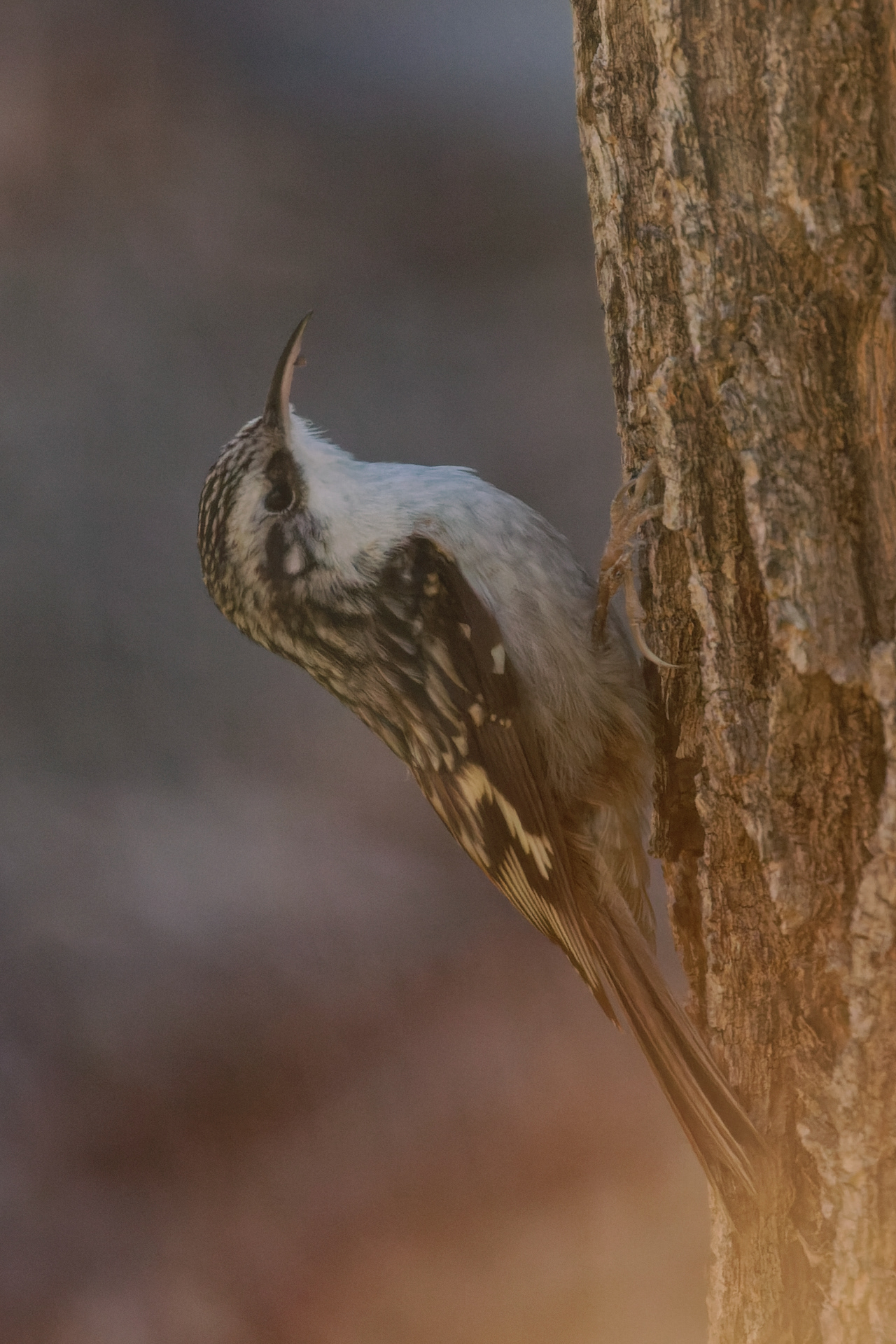 Brown Creeper
