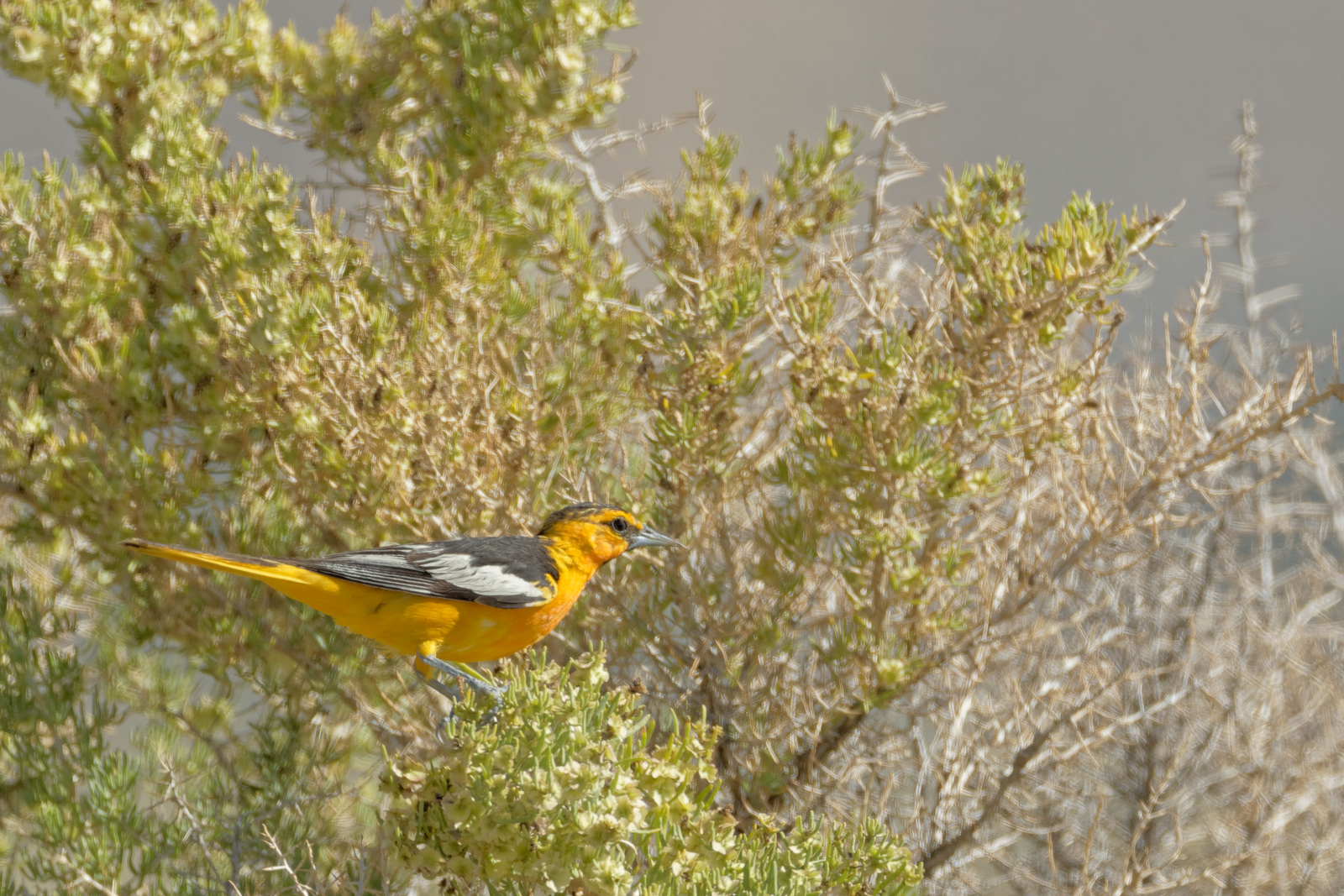 Bullock's Oriole