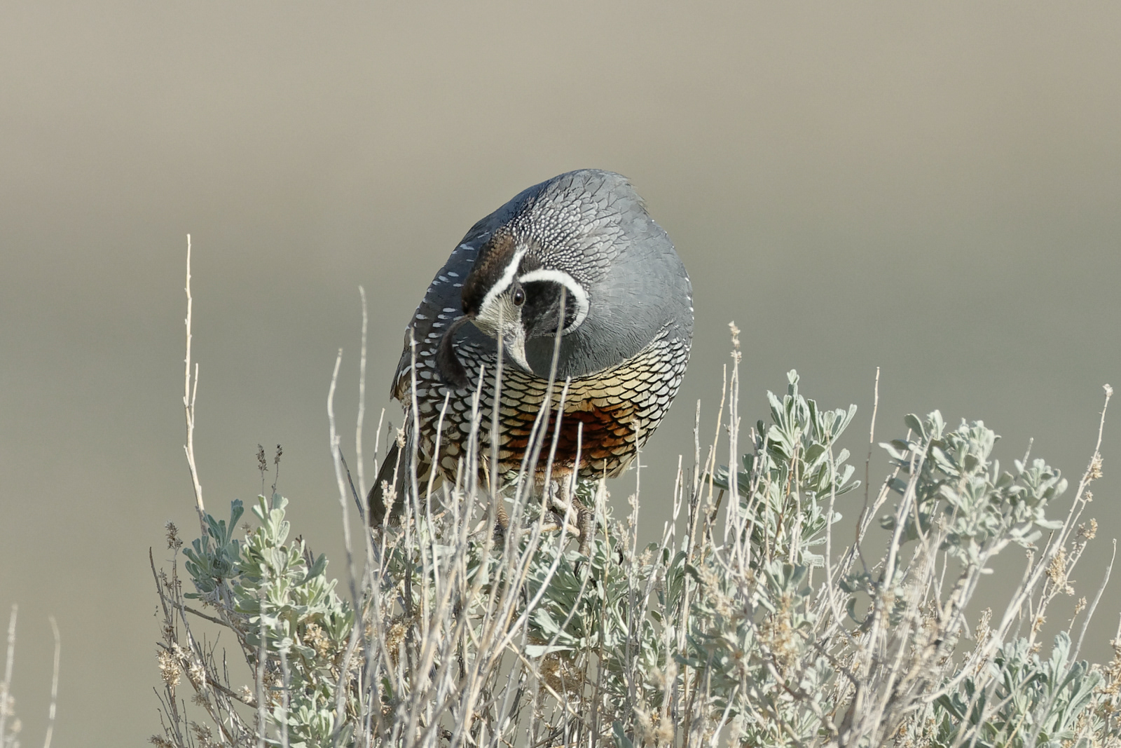 California Quail