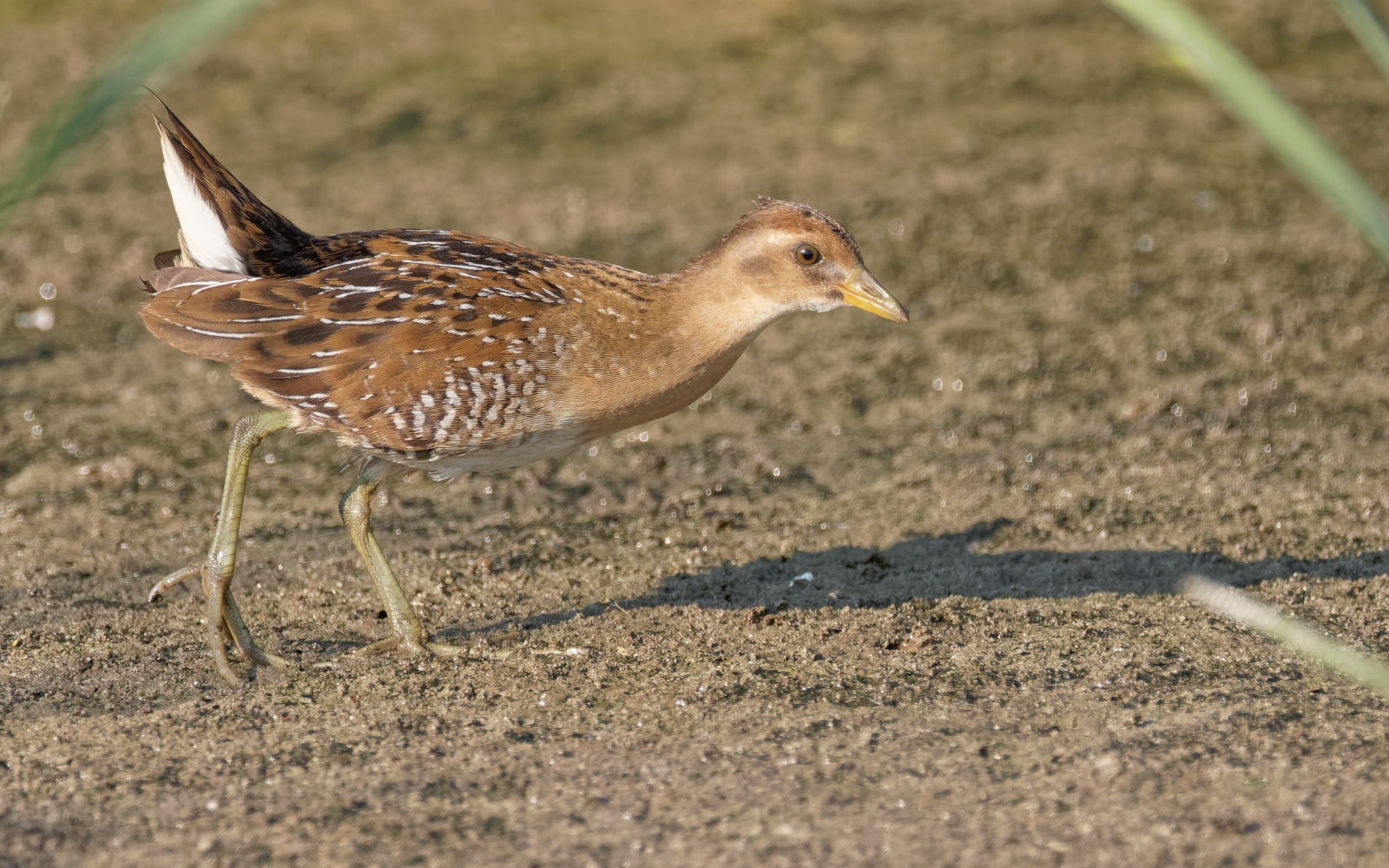 Sora immature
