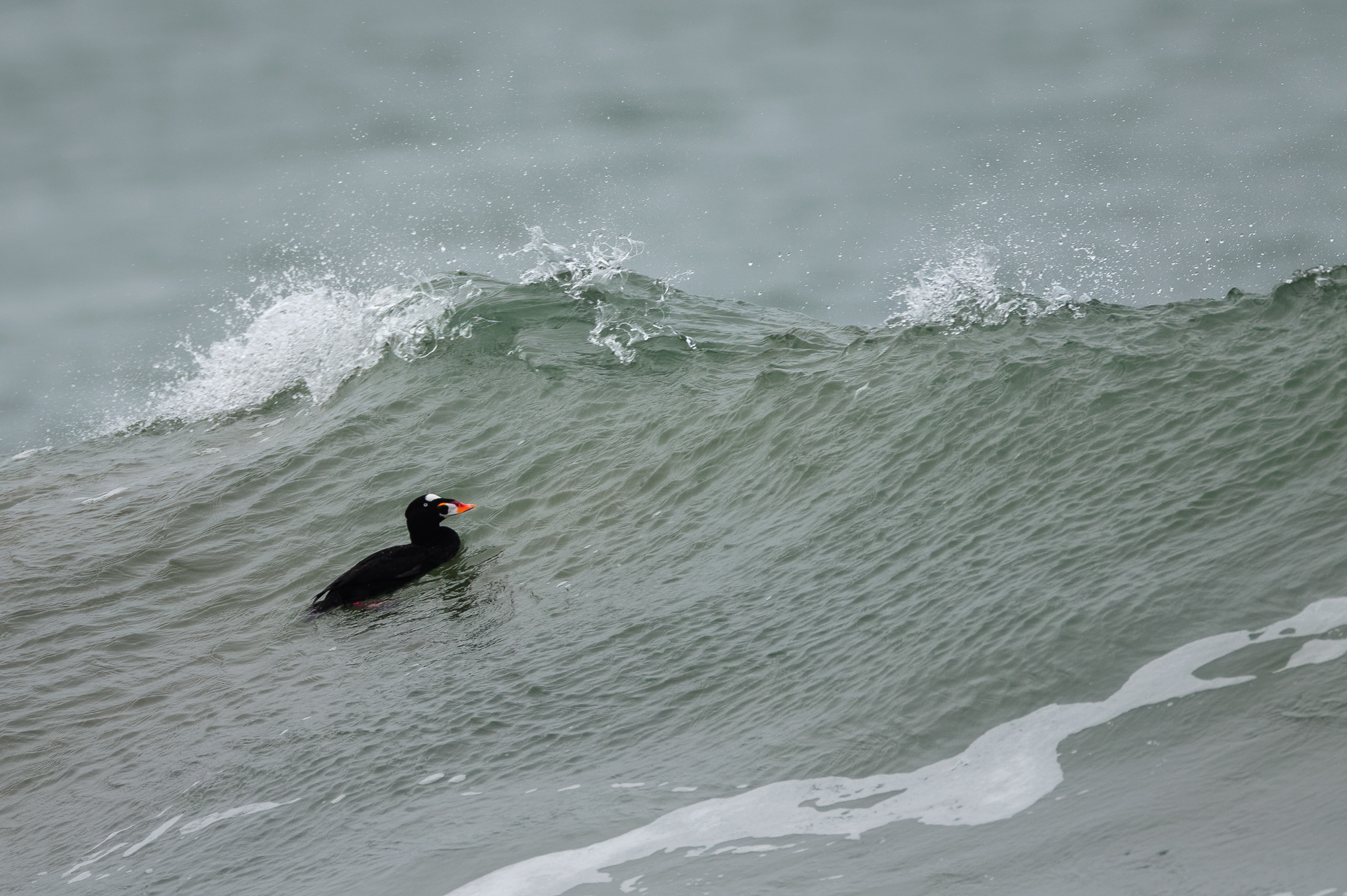 Surf Scoter drake