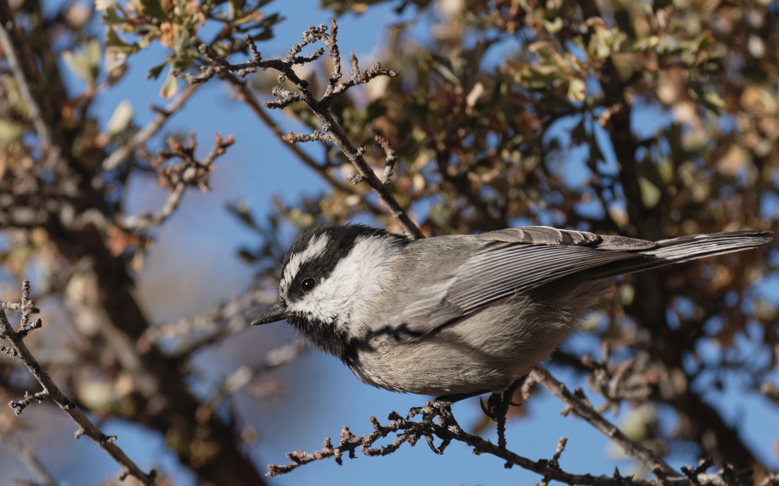 Mountain Chickadee