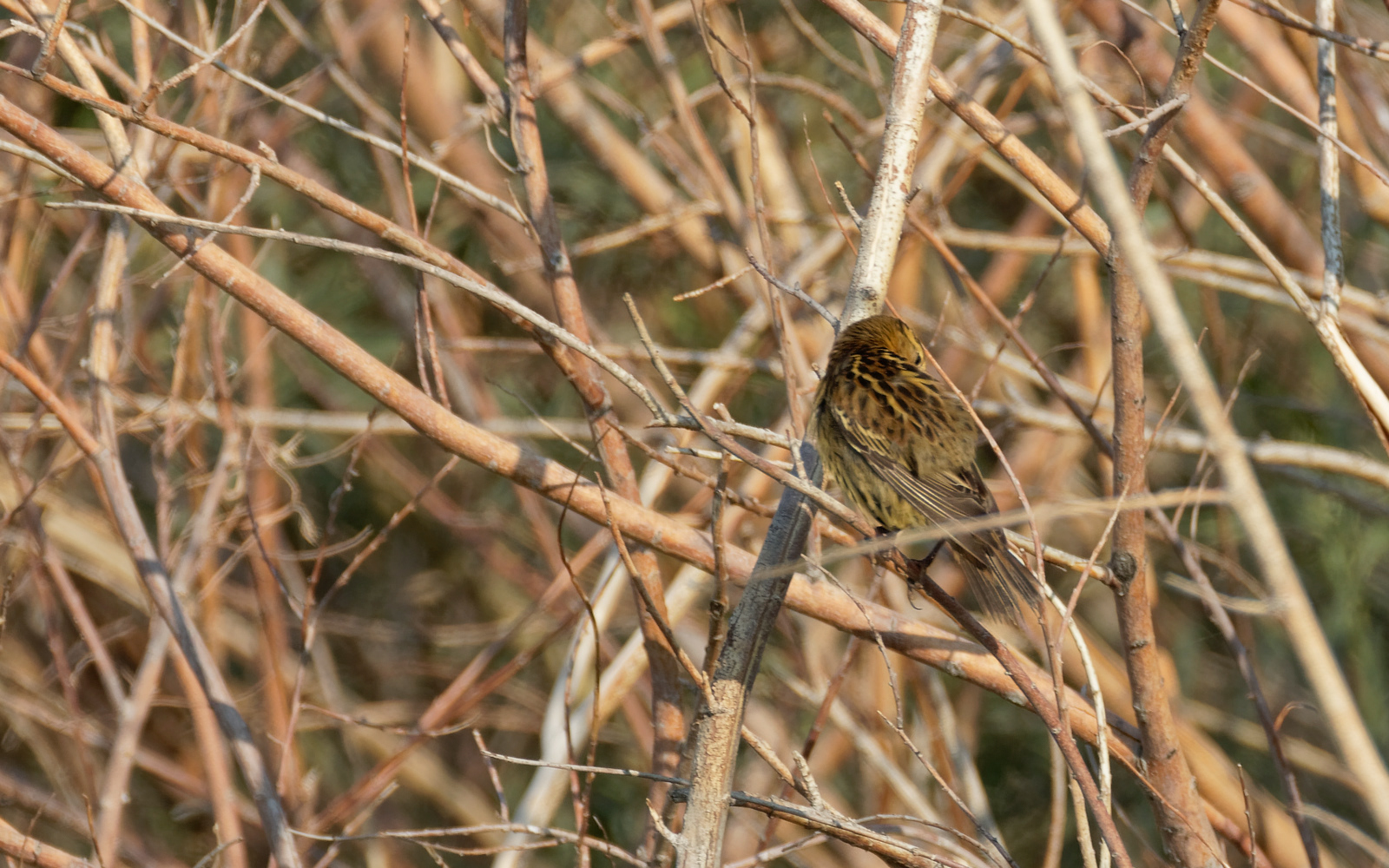 Bobolink