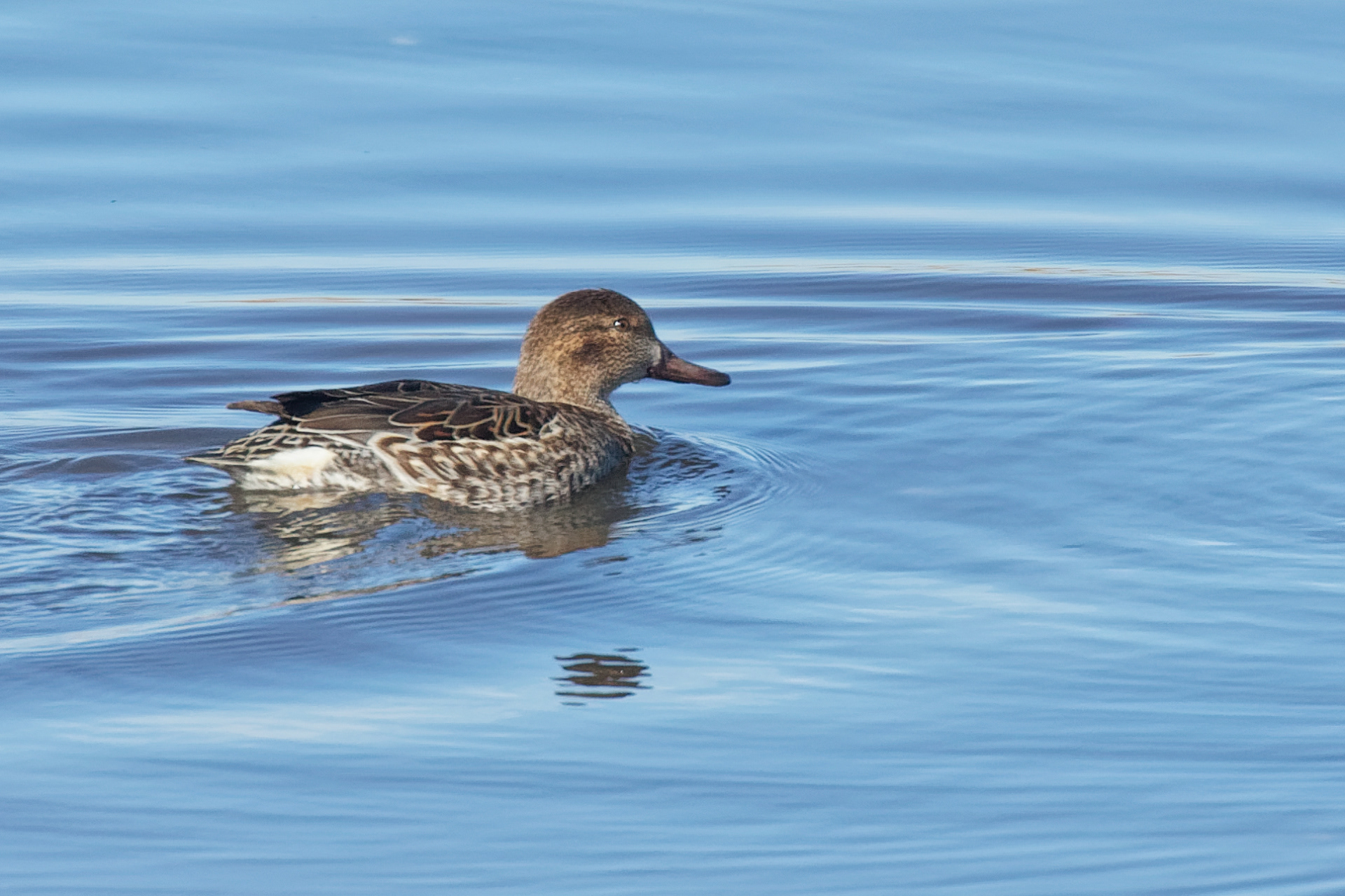 Green-winged Teal hen
