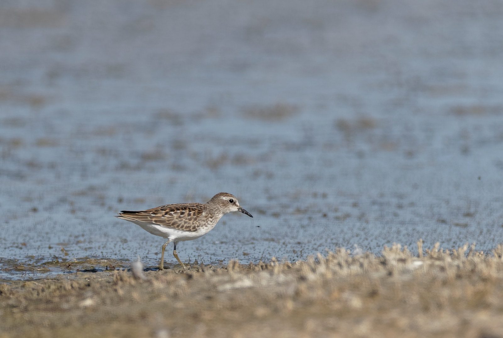 Least Sandpiper