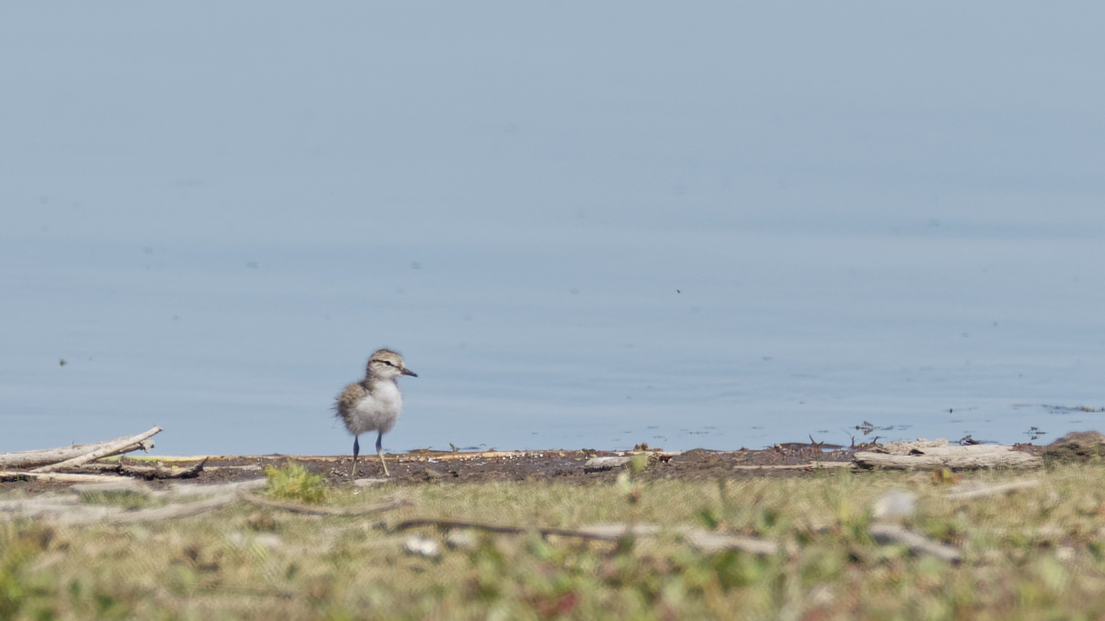 Spotted Sandpiper