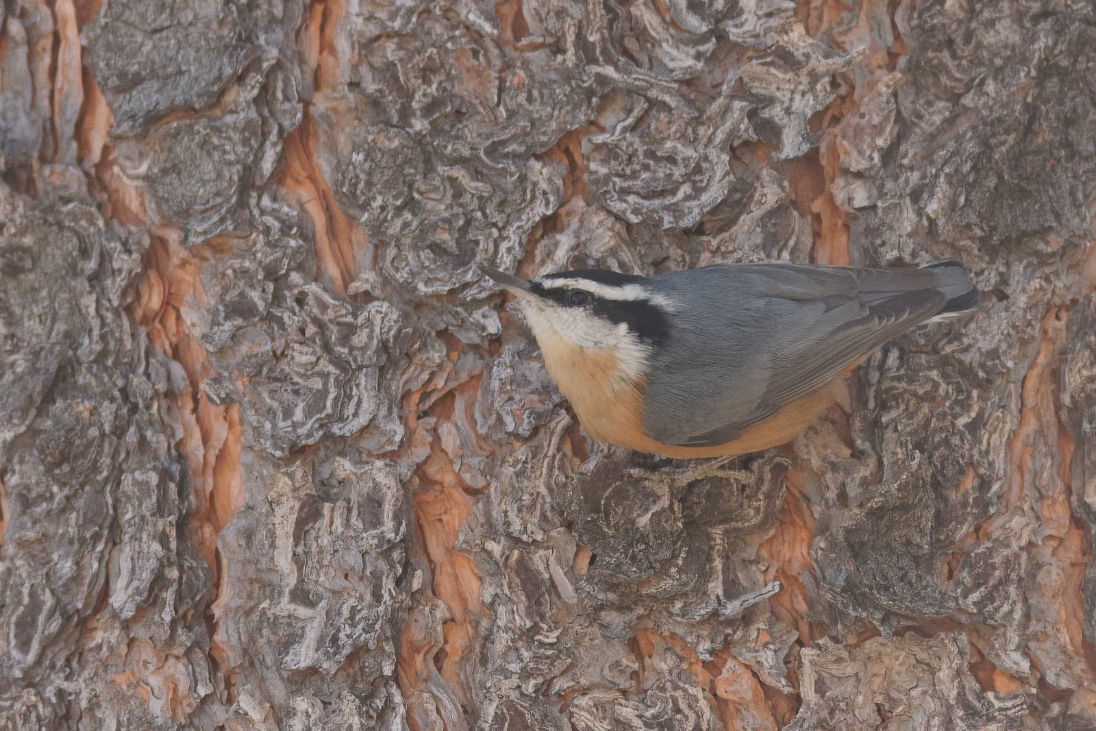 Red-breasted Nuthatch