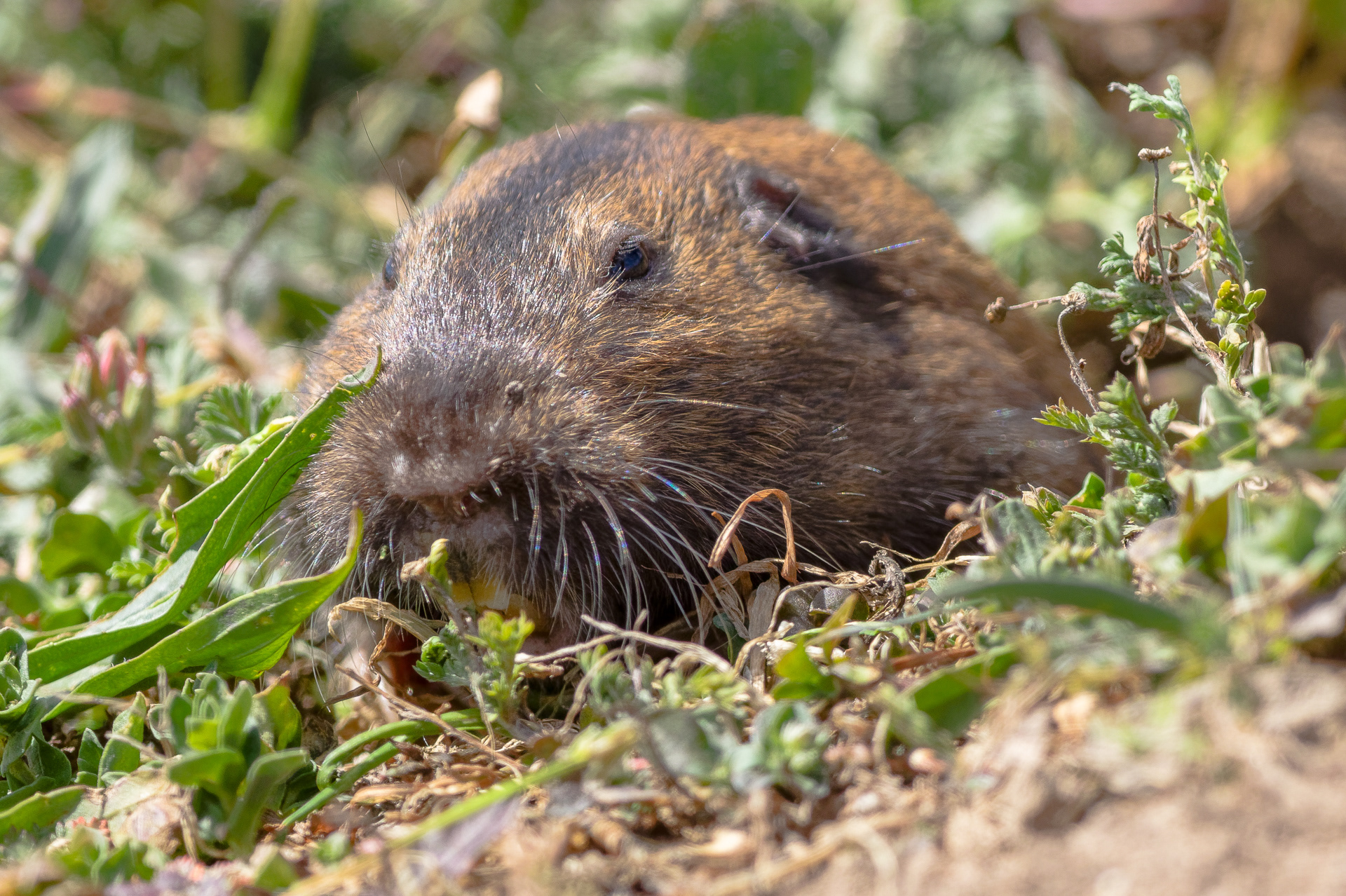 Mountain Beaver