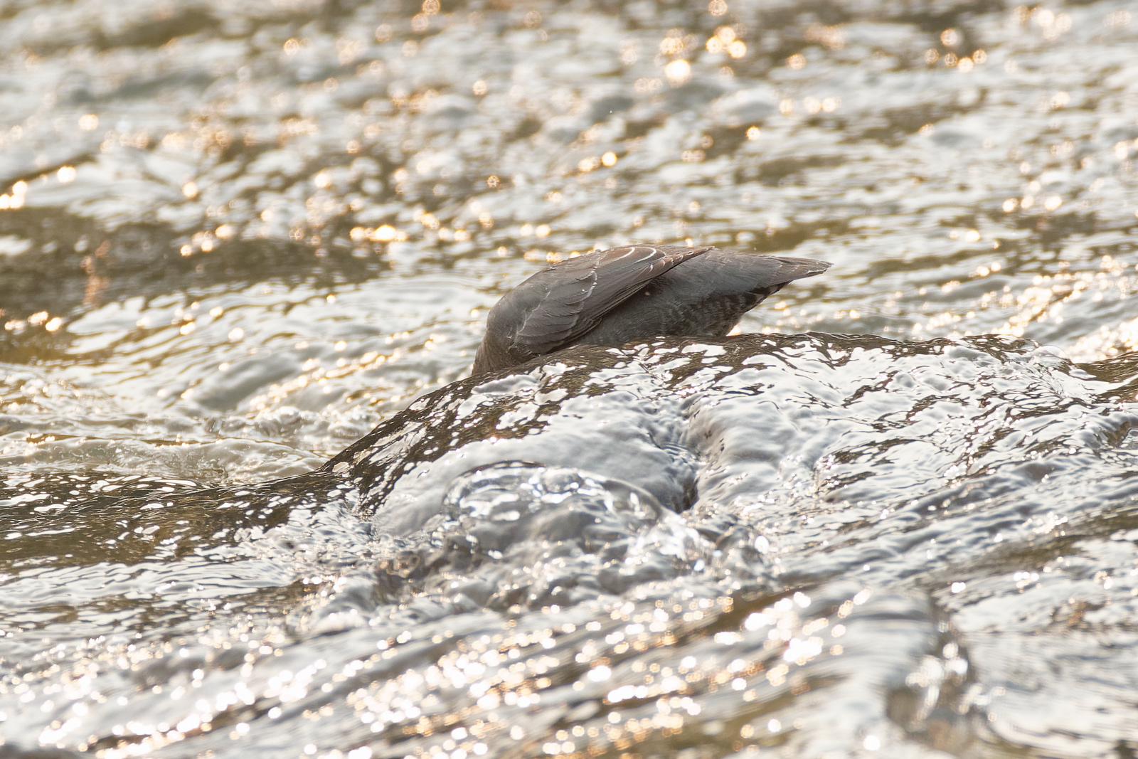 American Dipper