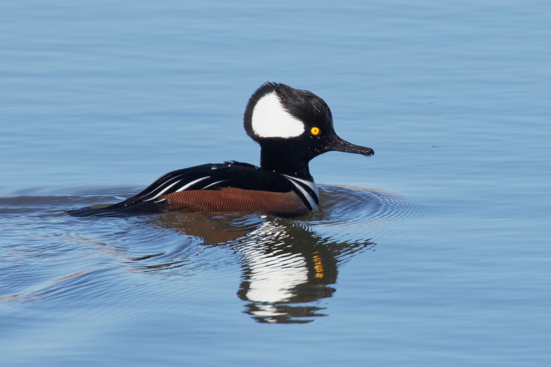 Hooded Merganser drake