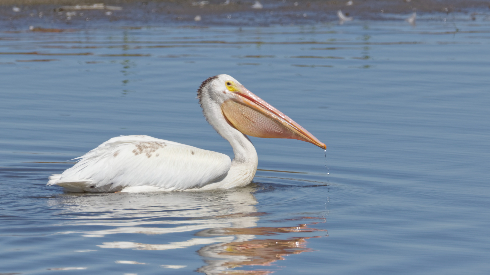 American White Pelican