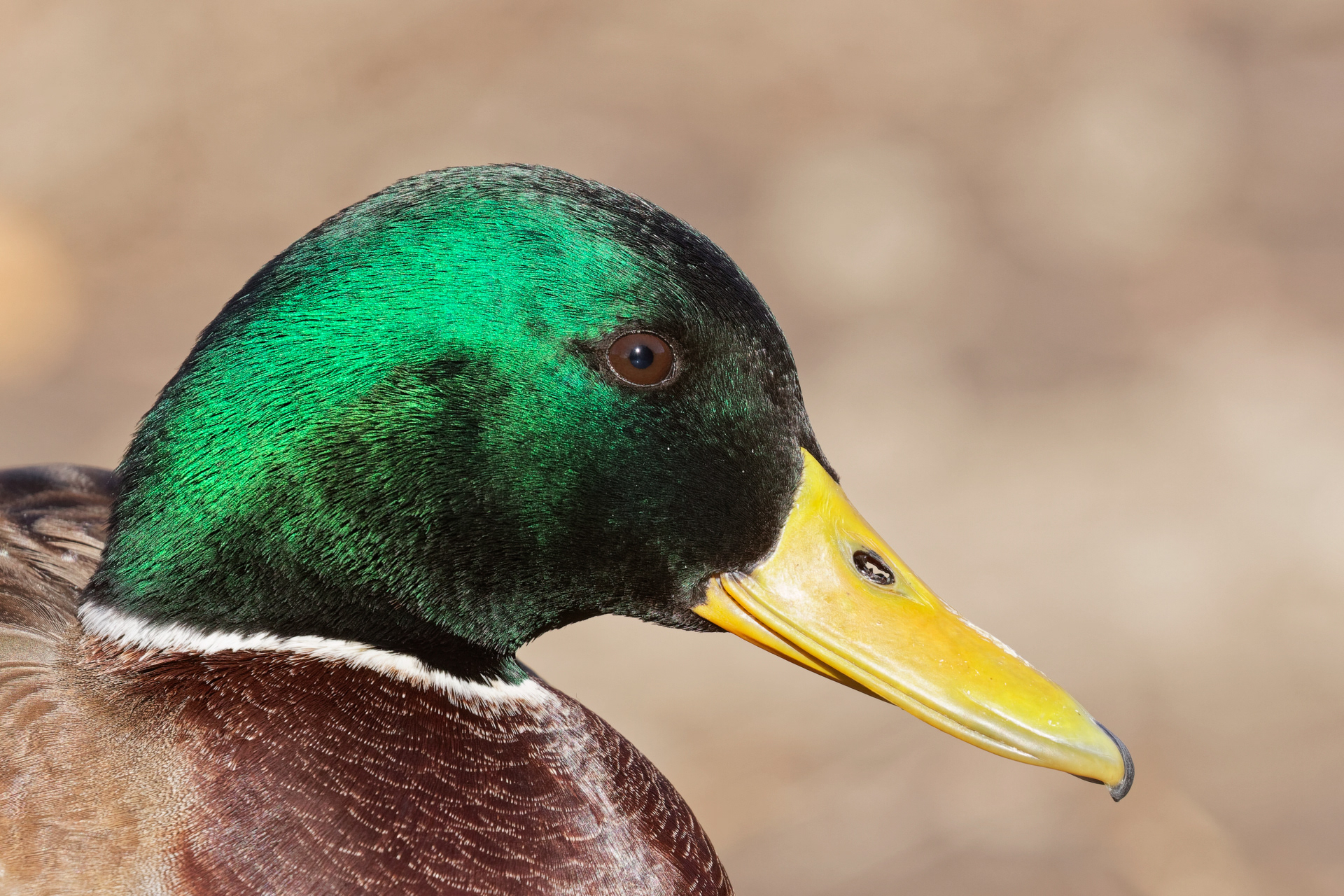 Mallard drake
