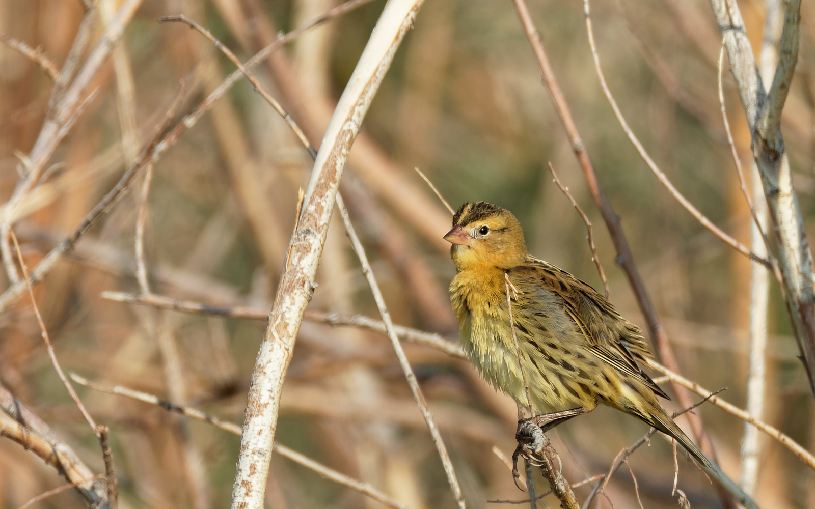 Bobolink