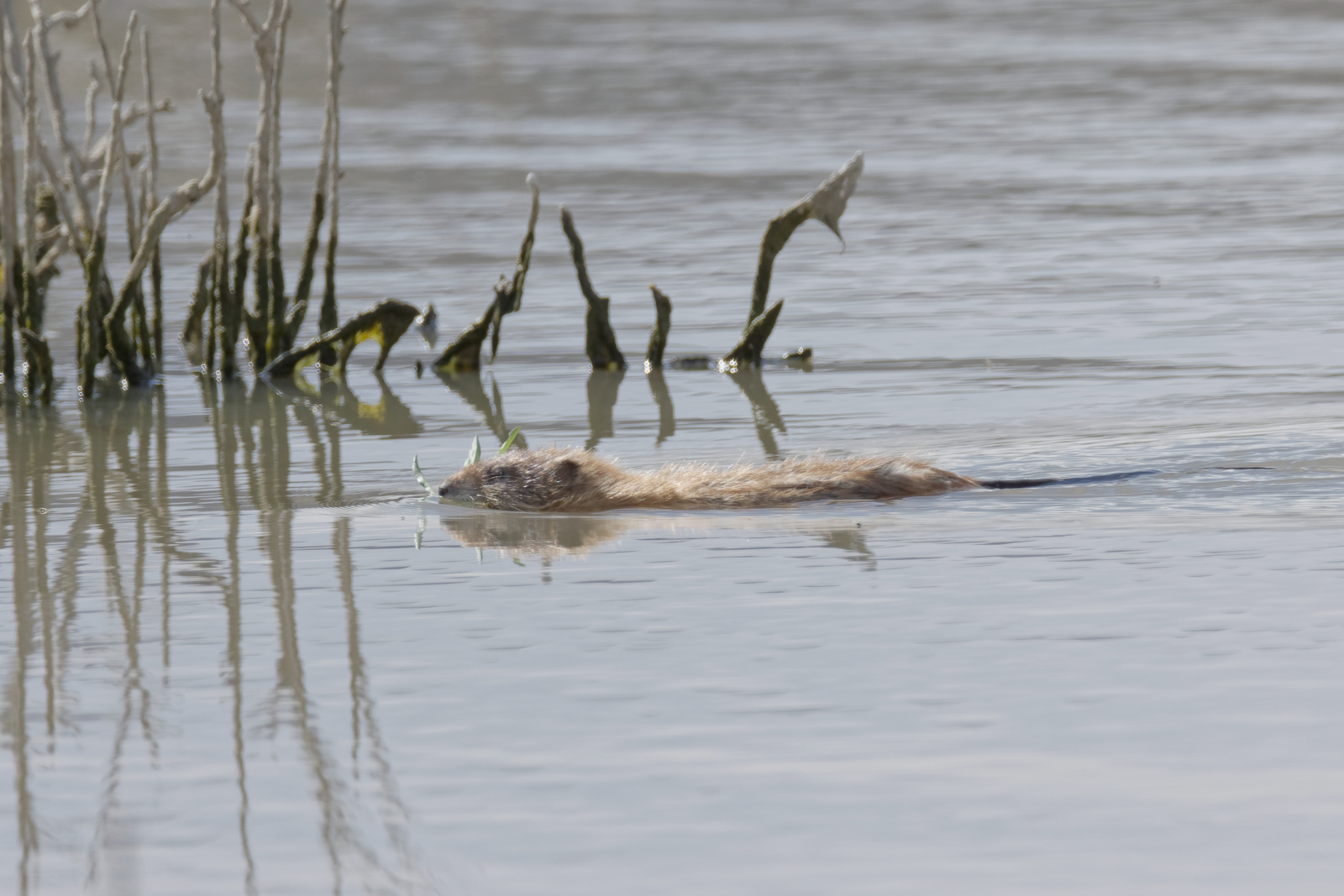 Muskrat