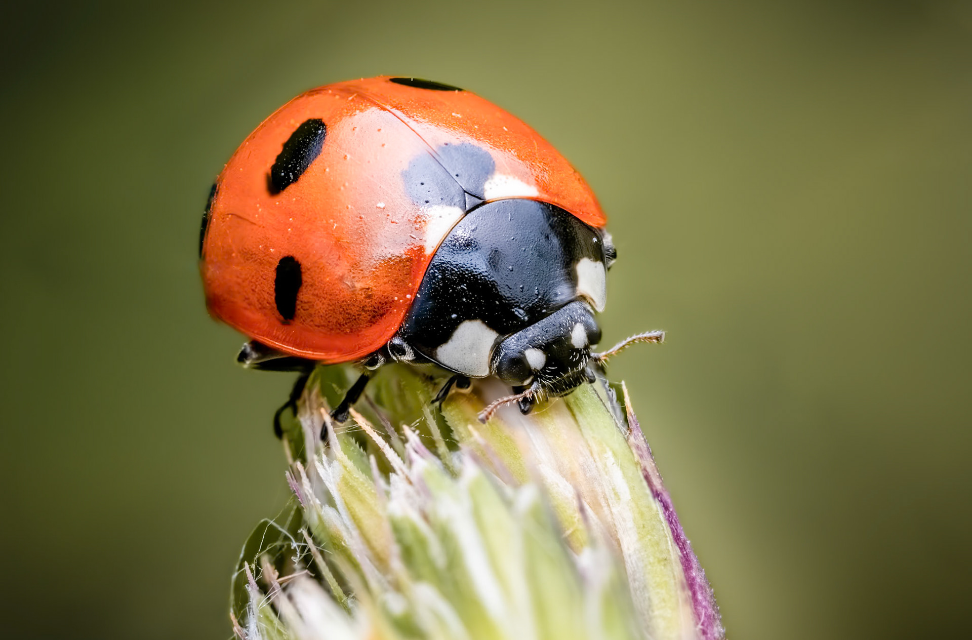 Ladybird. Focus stack of 4 images.