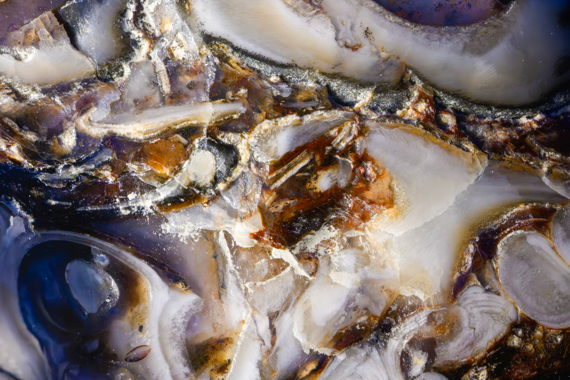 Ultra-macro photo of fossil agate. This image is a focus-stack of 19 photos.