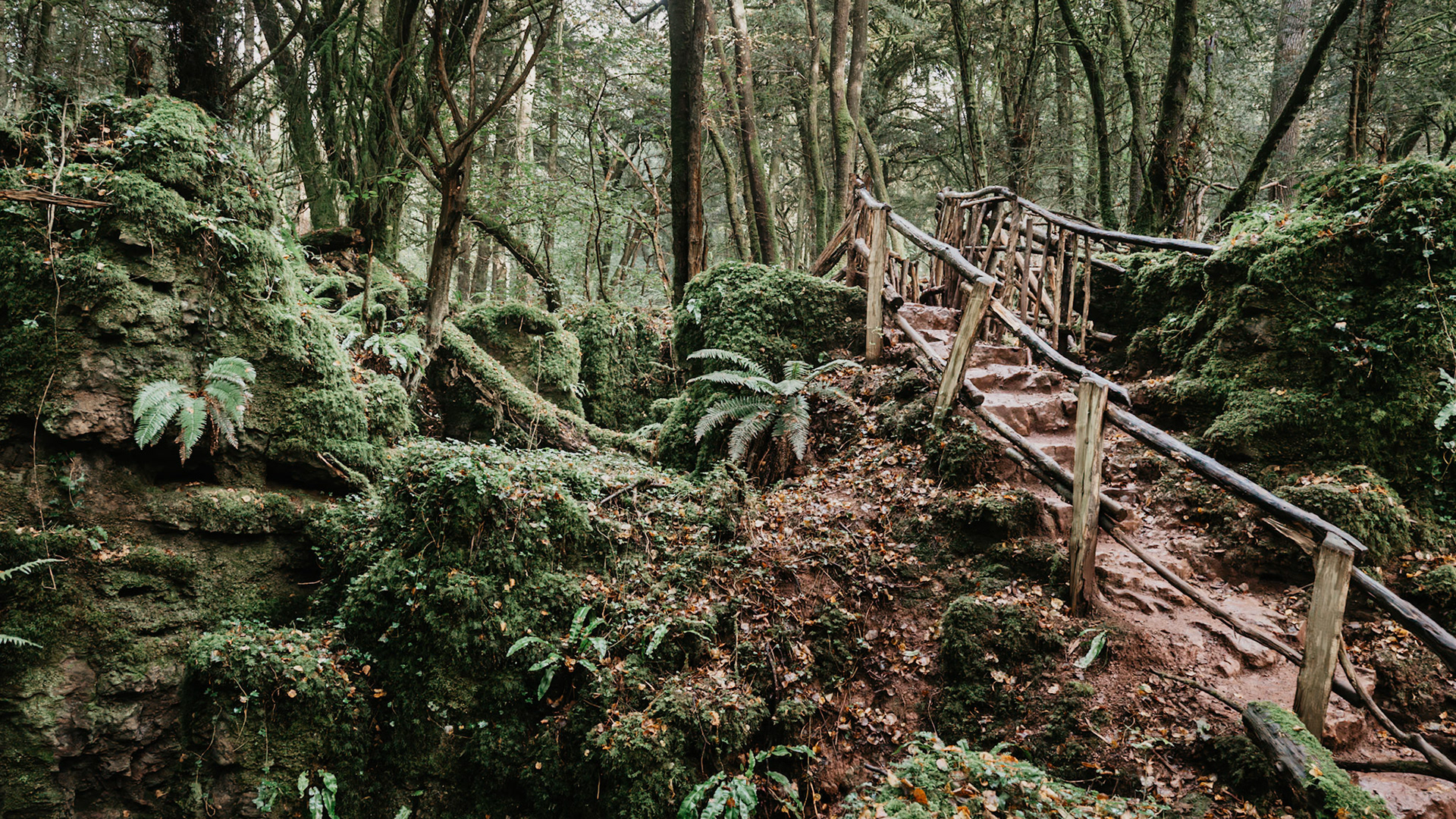 Day trip to Puzzlewood in the Forest of Dean.