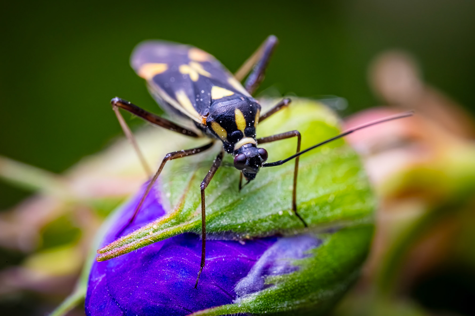 Meadow Plant Bug. Single image.