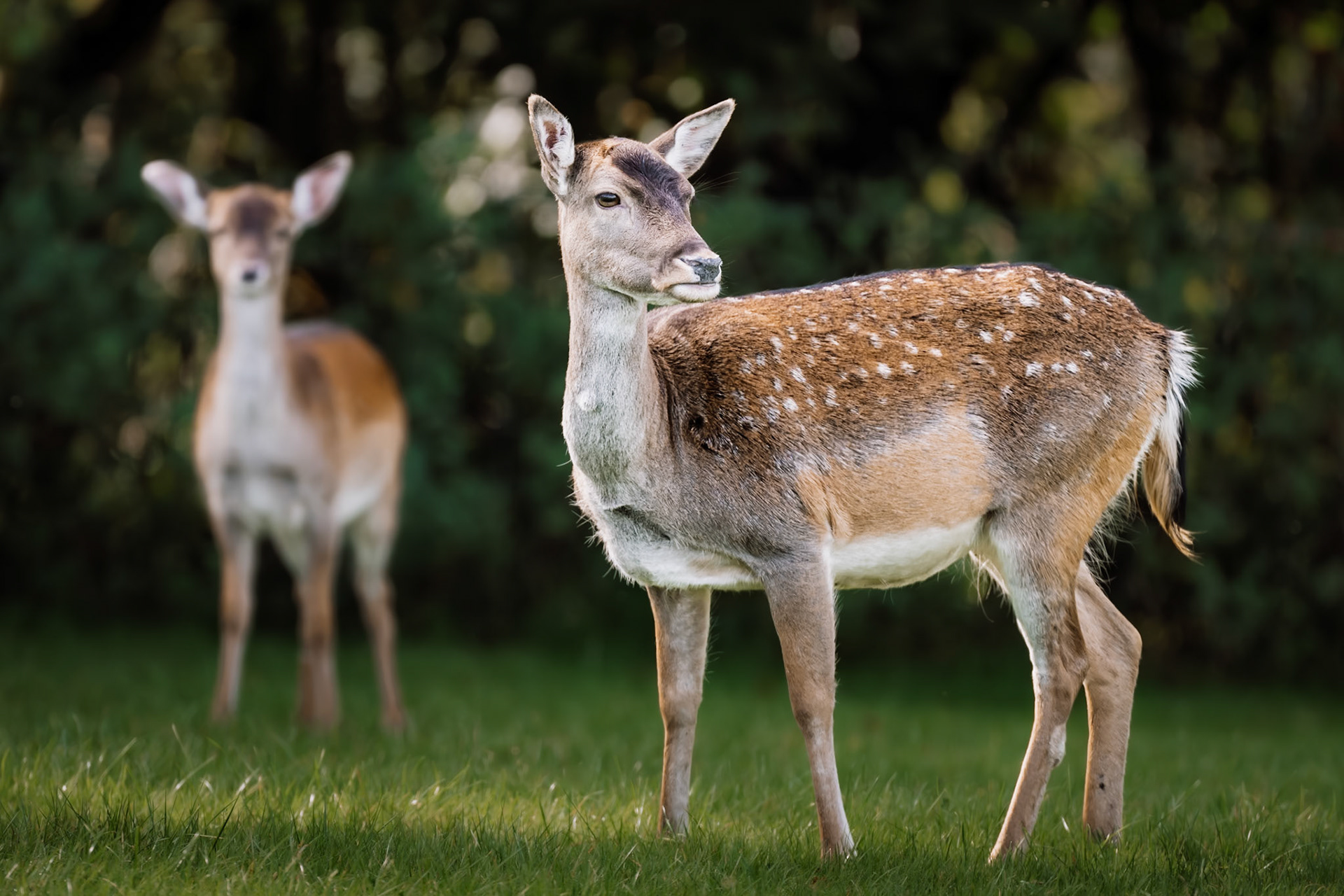 Wild deer at Bracelands Campsite, in the Forest of Dean. October 2024.