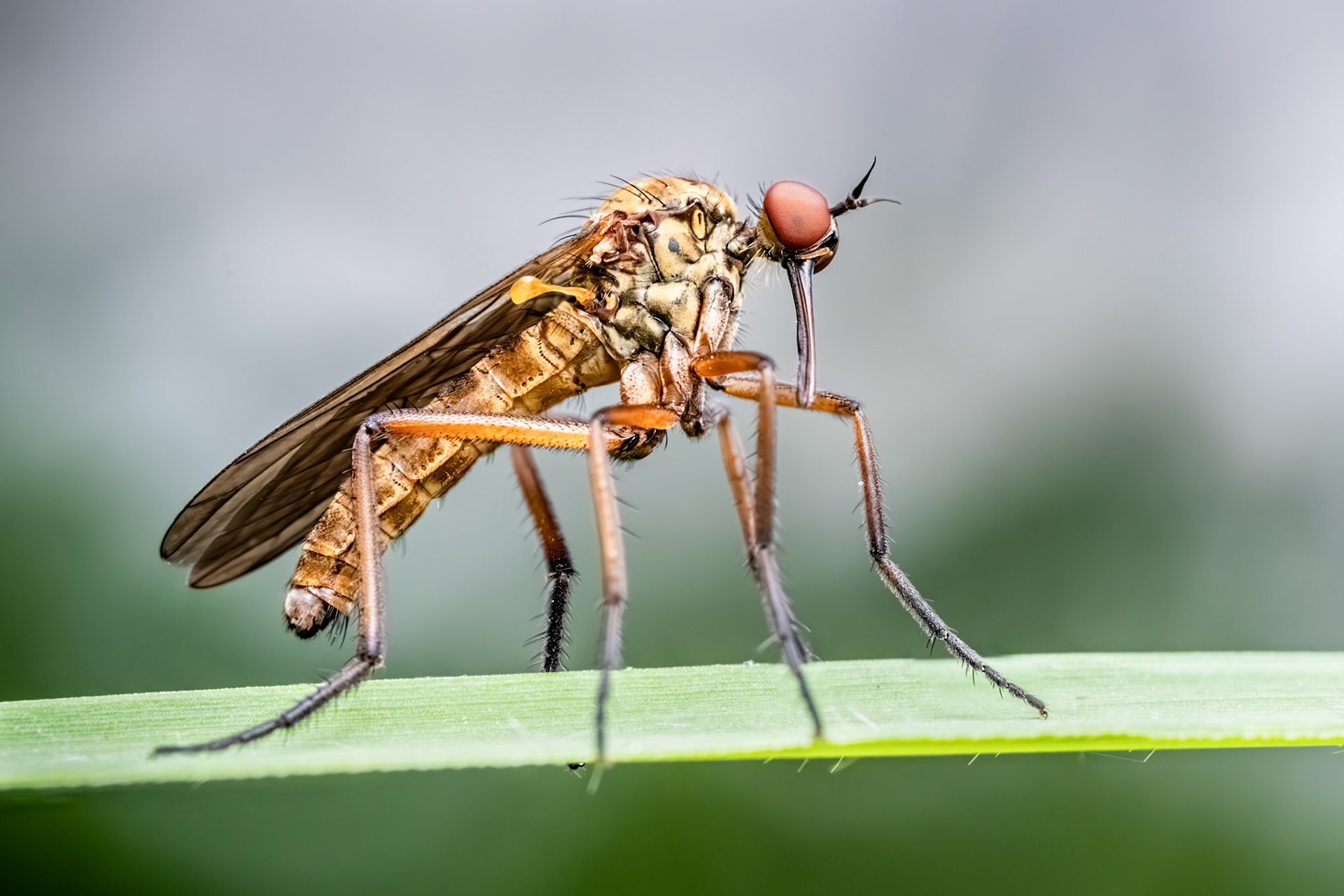 Dance Fly at Chew Valley Lake. Focus stack of 2 images.