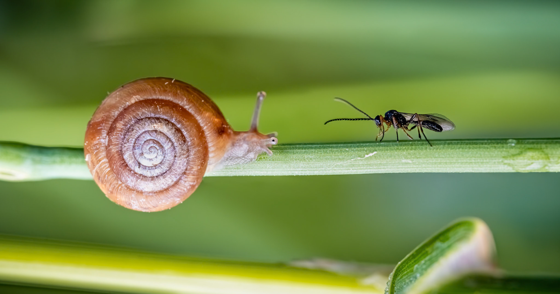 Snail and Parasitic Wasp at Chew Valley Lake. Focus stack of 2 images.