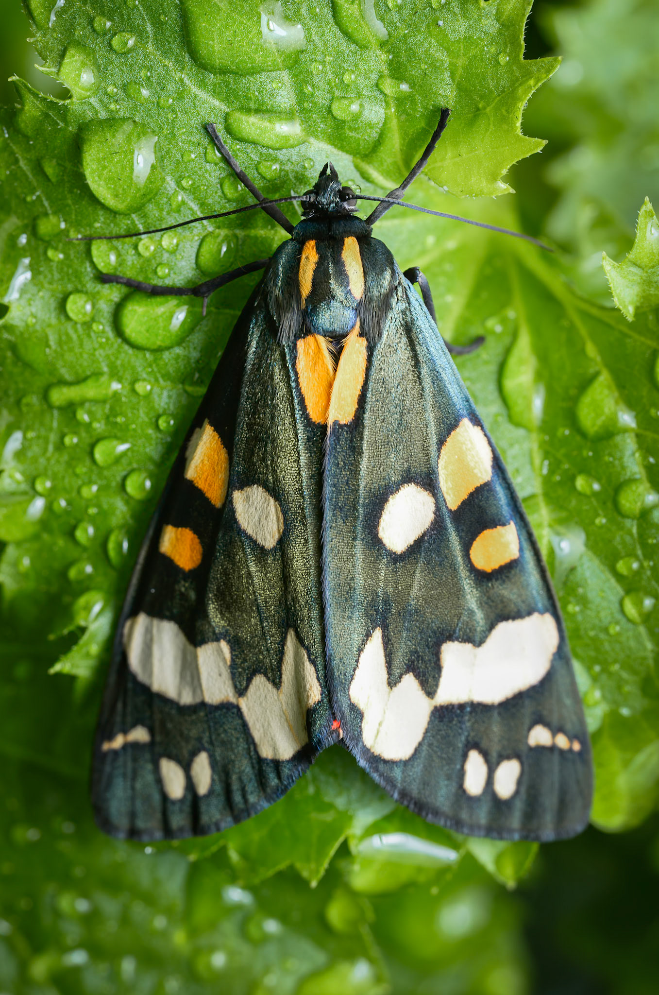 Scarlet Tiger moth. Focus stack of 11 images.