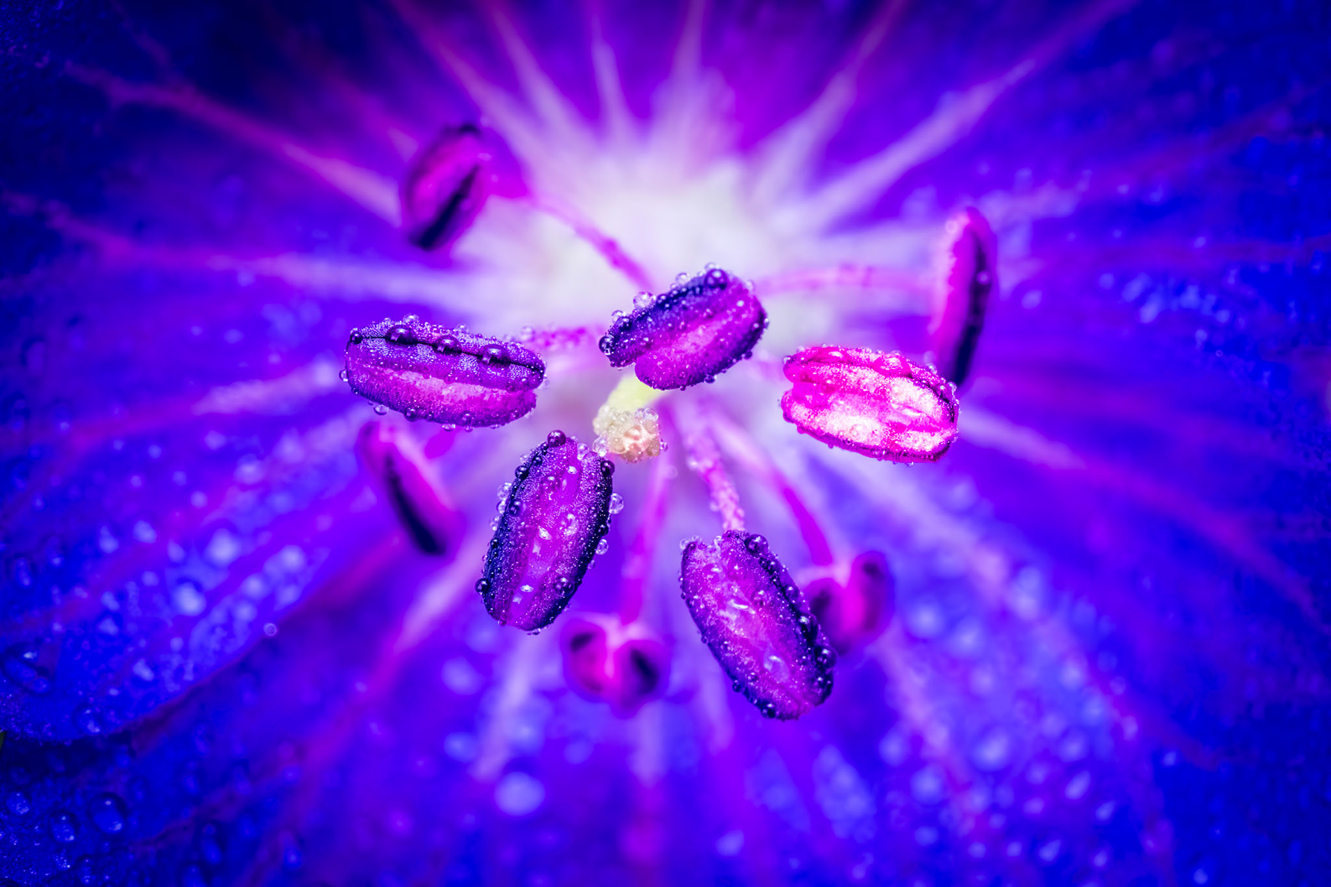 Meadow crane's-bill flower. Single image.
