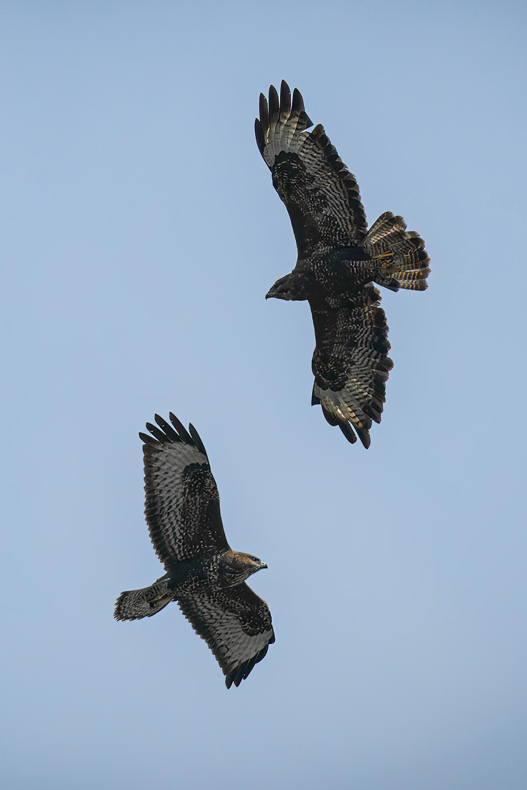 This pair of buzzards were circling overhead. I had to time it just right to get a shot when they were close enough for a tight framing.