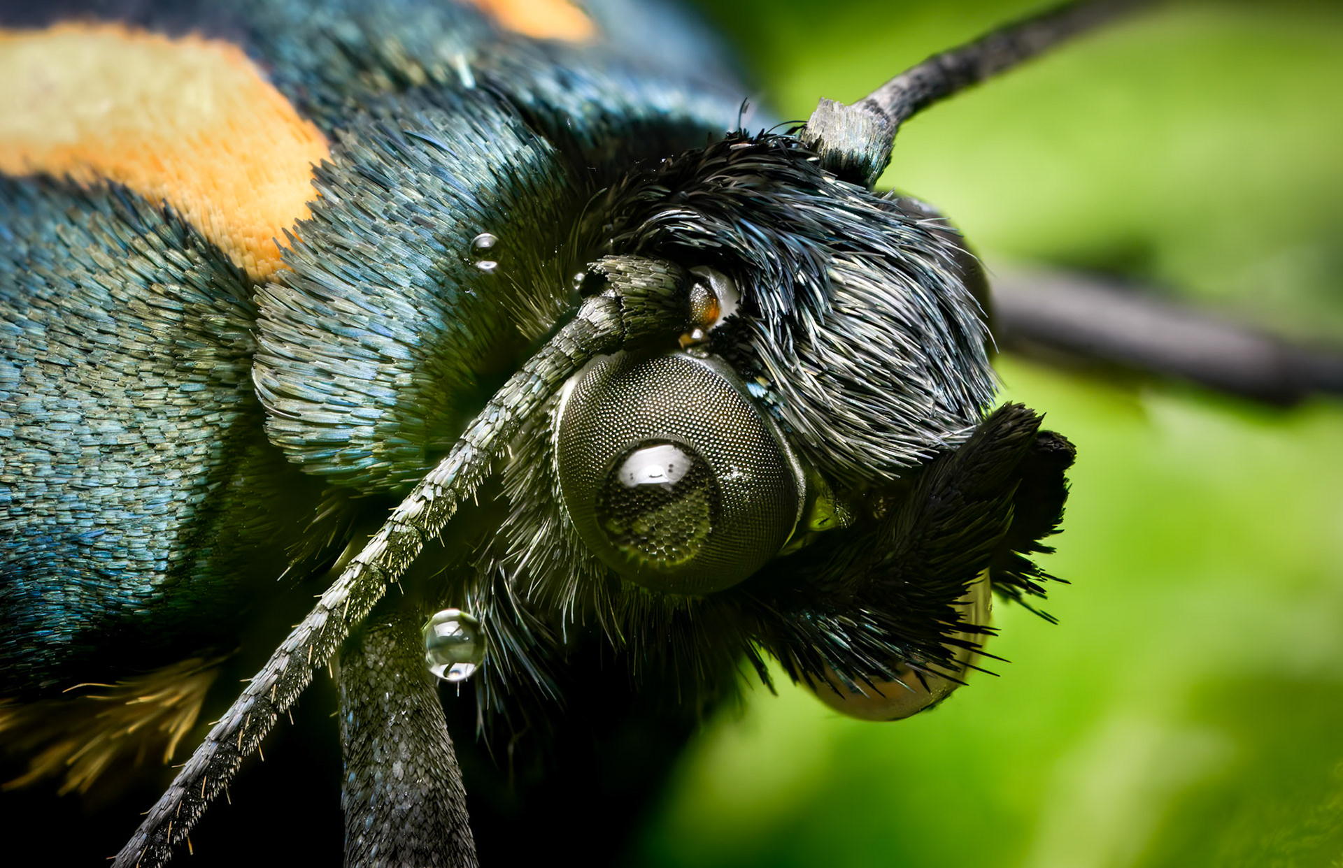 Scarlet Tiger moth. Focus stack of 22 images.